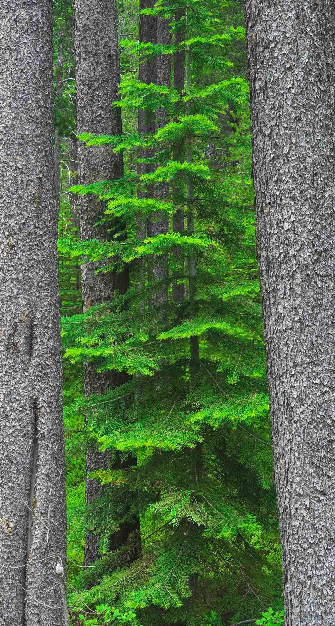 AB332   Fir among lodgepole pines