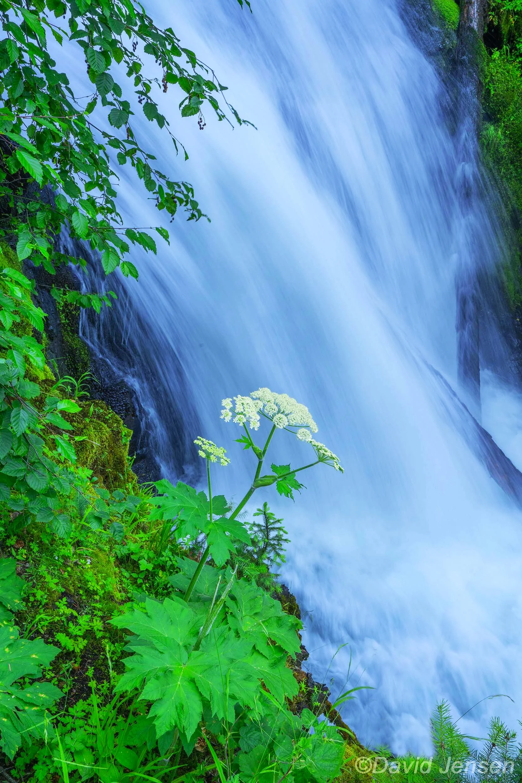 AB335  Cow Parsnip and East Fork Wallowa River