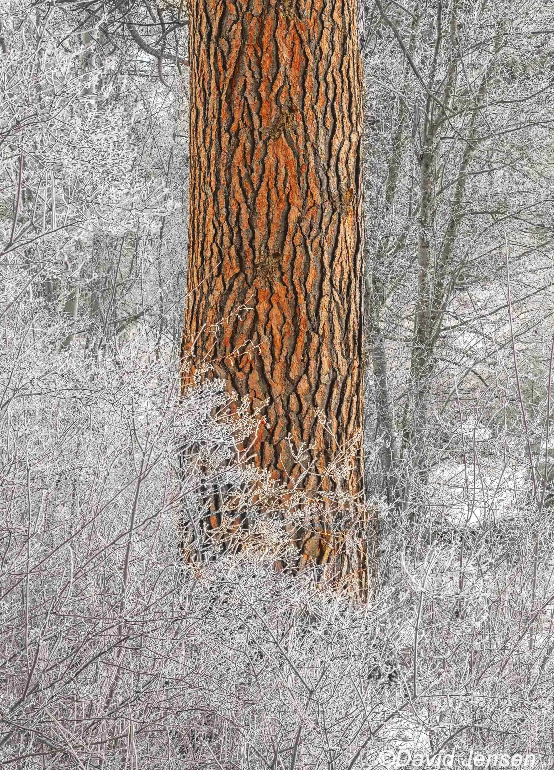 AB337 Iwetemlaykin ponderosa