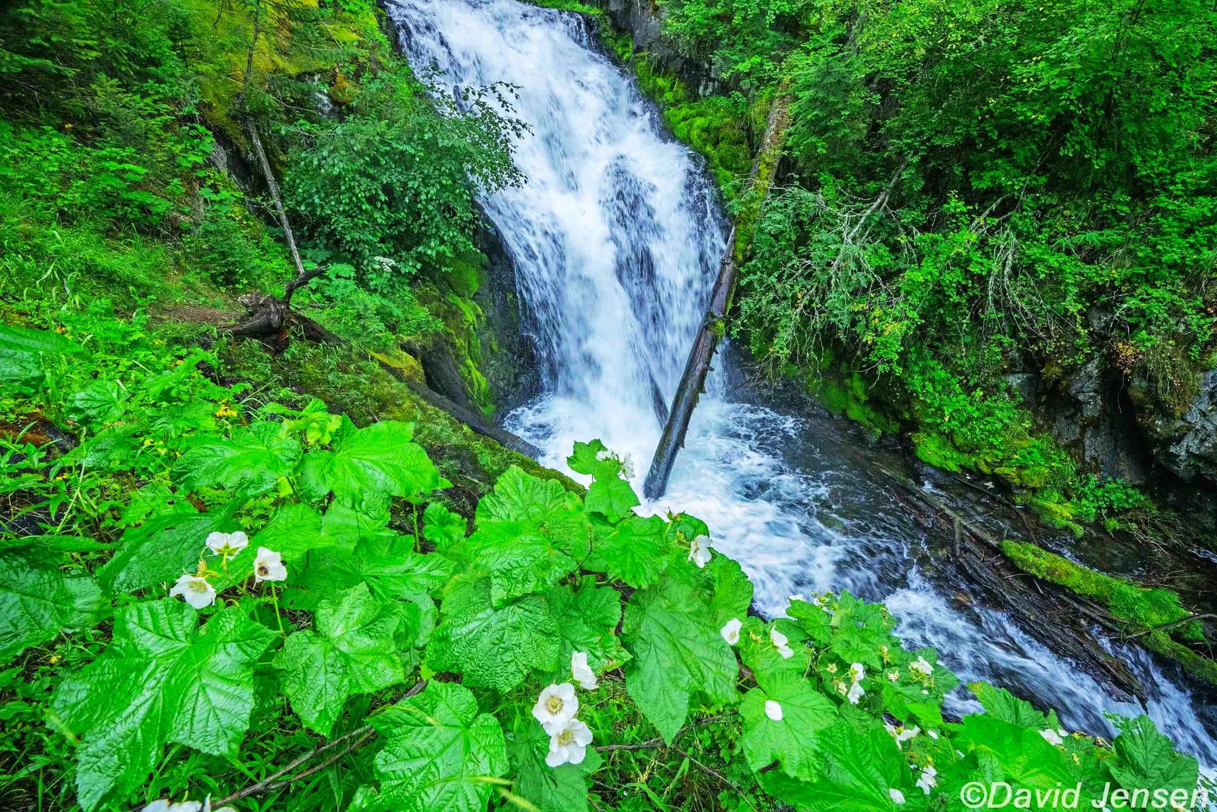 AB336 Thimble Berry and EastFork Wallowa Rivr