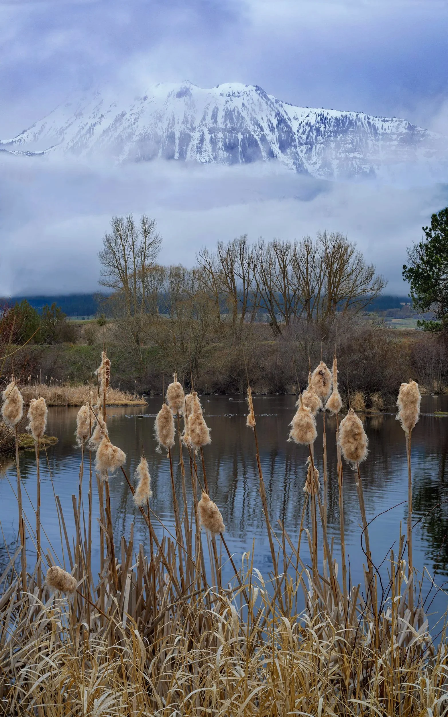 cattails+below+ruby+peak+wallowa+mountains+_DSF0018-2+copy.jpg