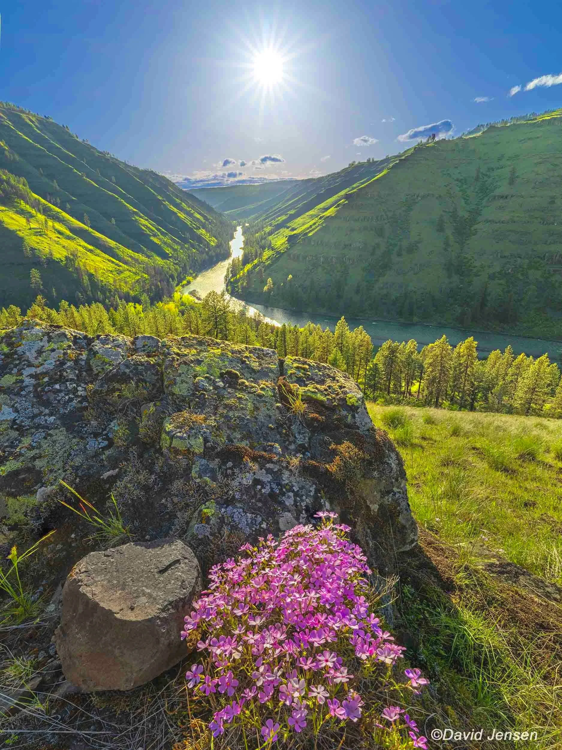 EB 209  Grande Ronde River and phlox