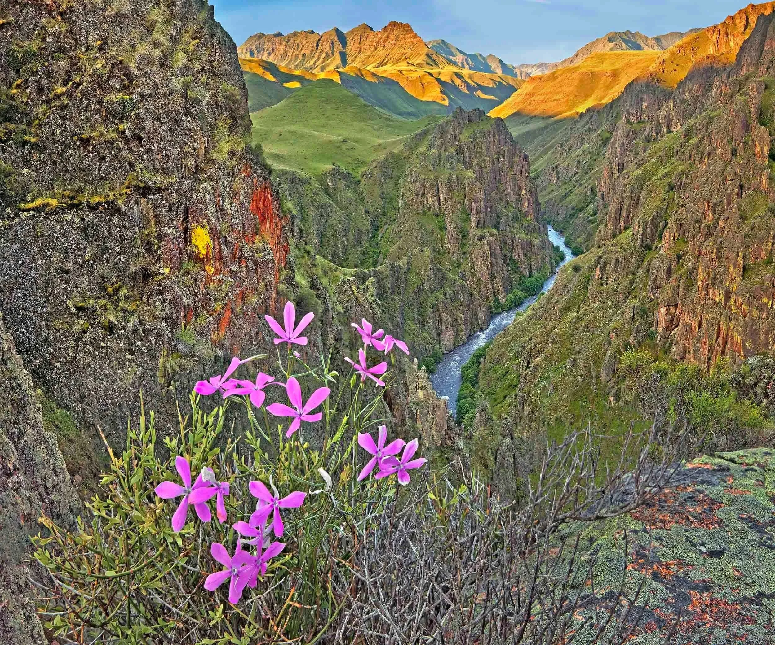 D120  Imnaha River and phlox