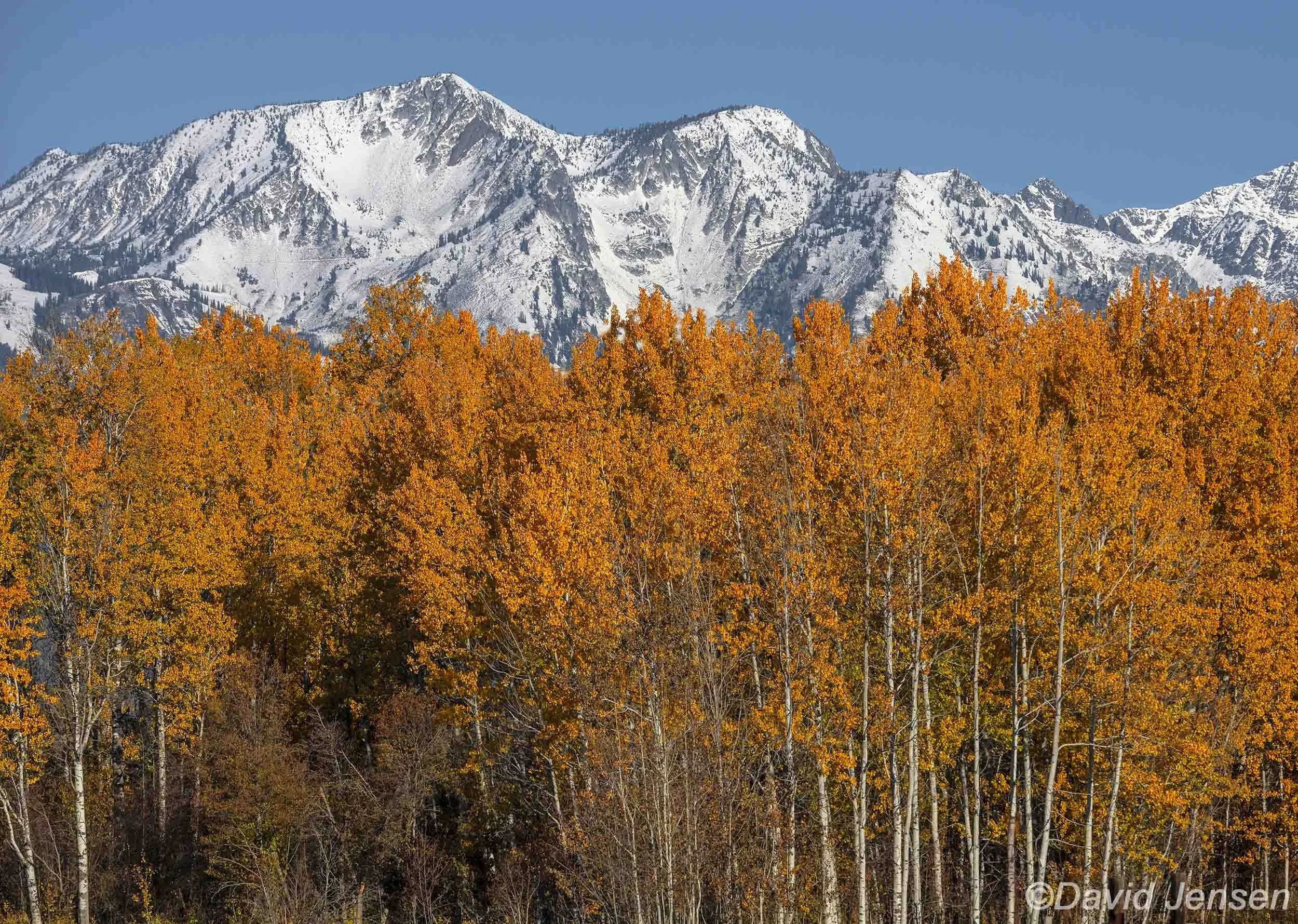 AD562  Aspens below Cornucopia Peak