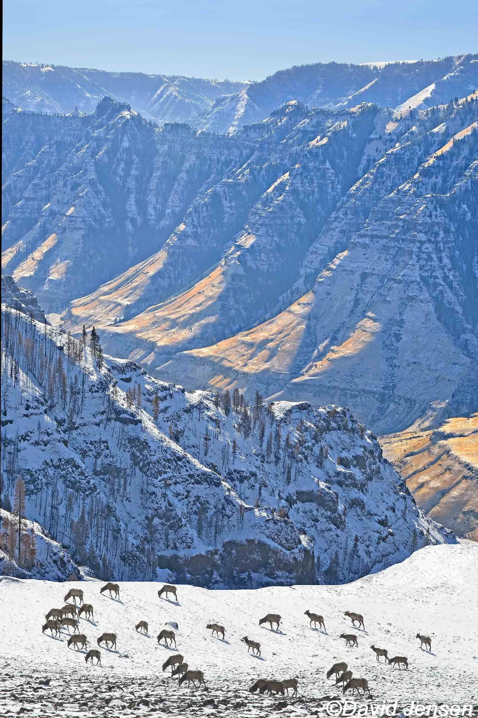 DC 307 Elk wintering above Imnaha River Canyon