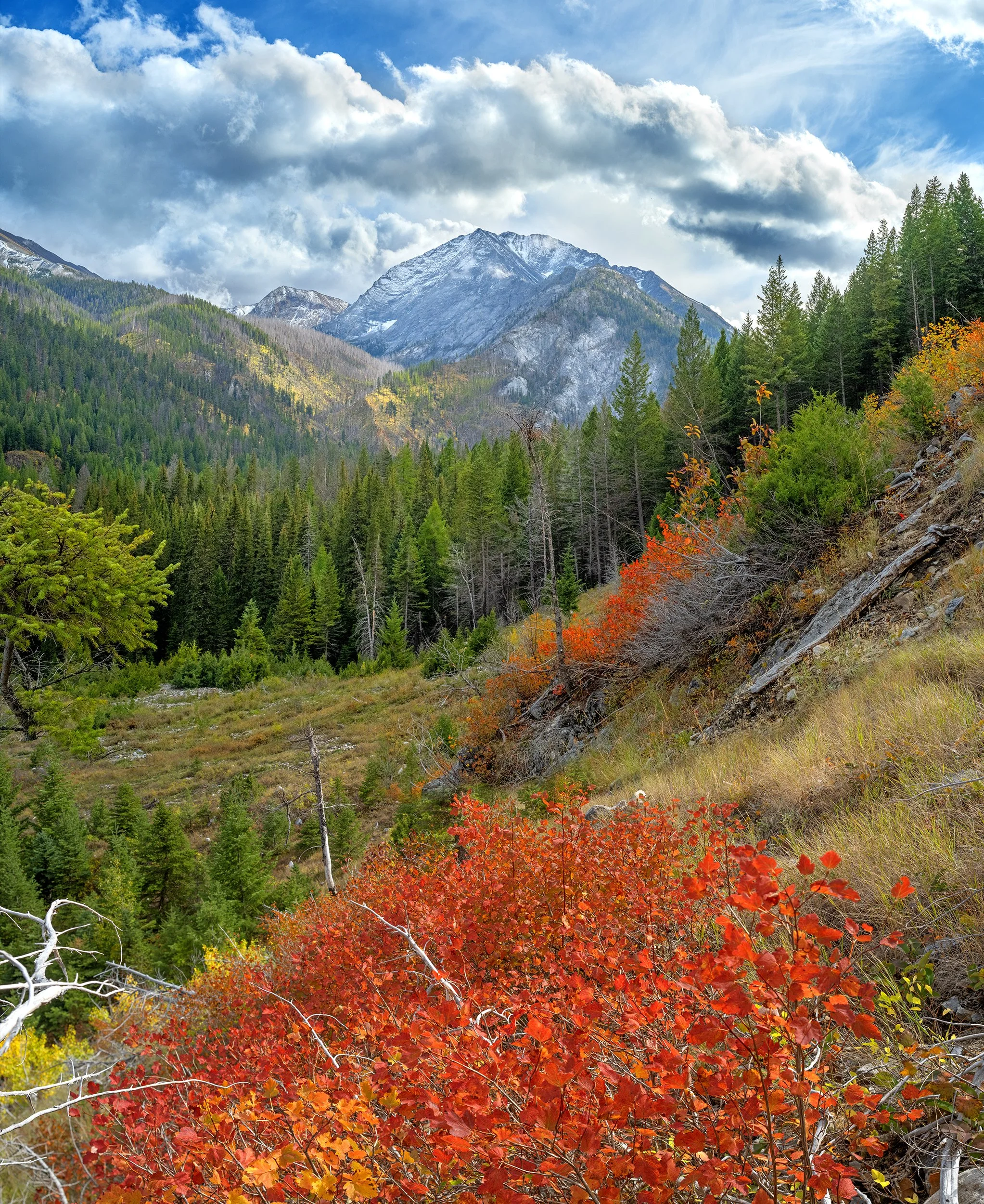 AD537  Ninebark in autumn below Sacajawea Peak