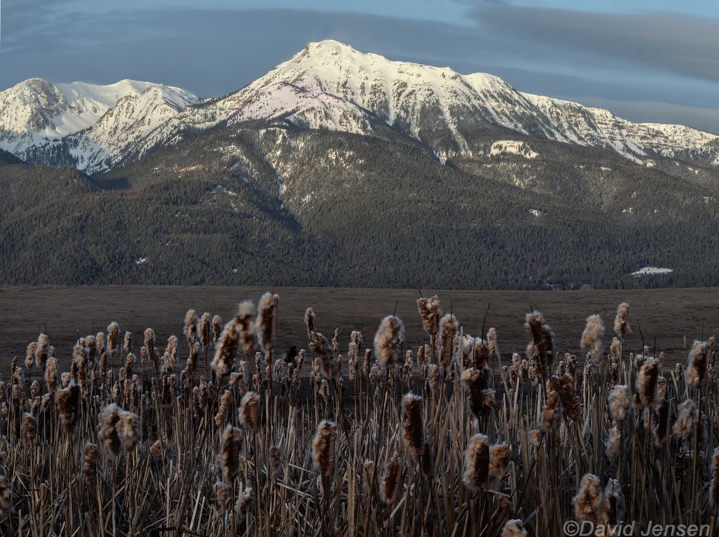 BC310  Ruby Peak and cattails