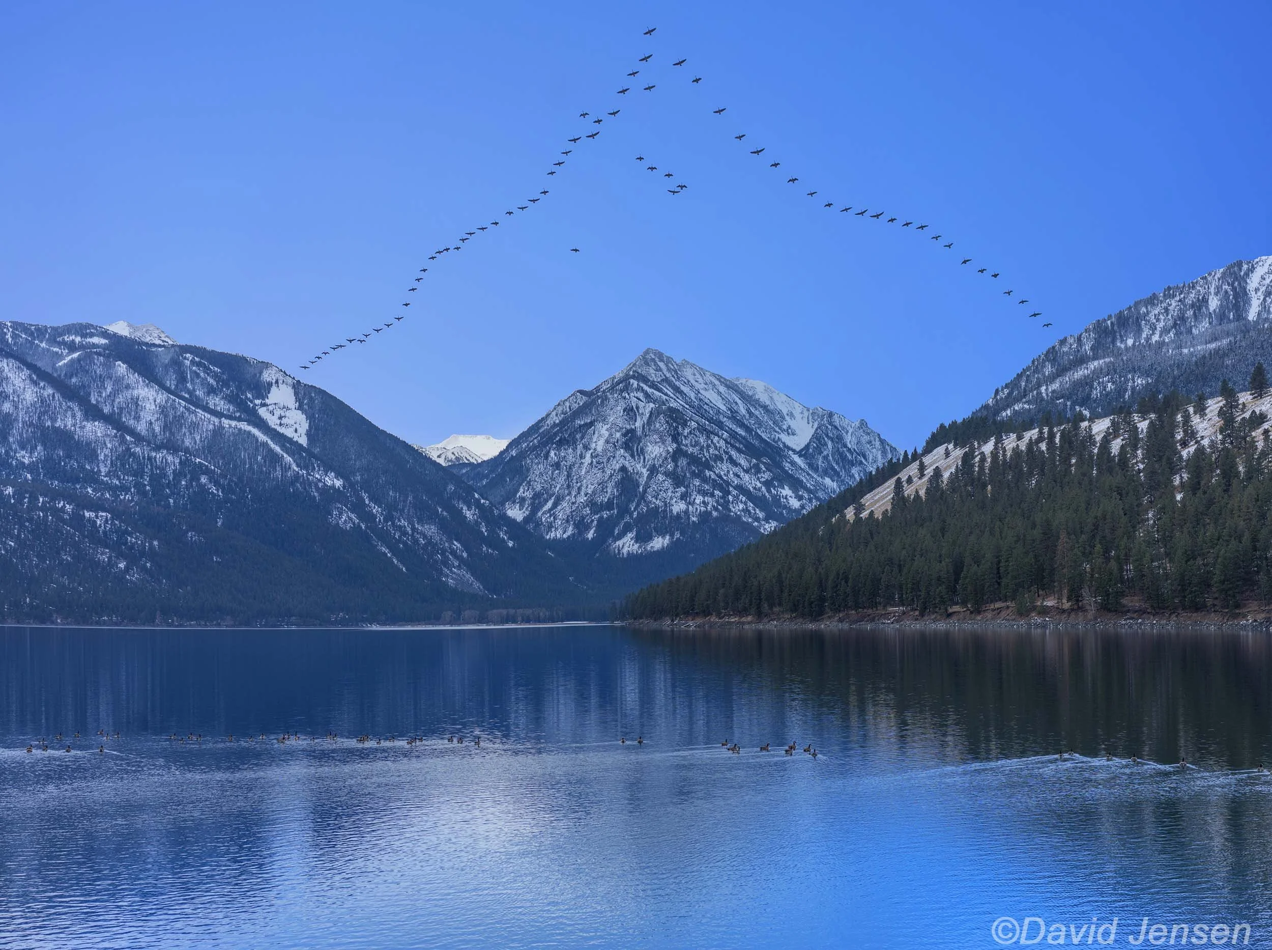 AB339  Canada Geese over Wallowa Lake