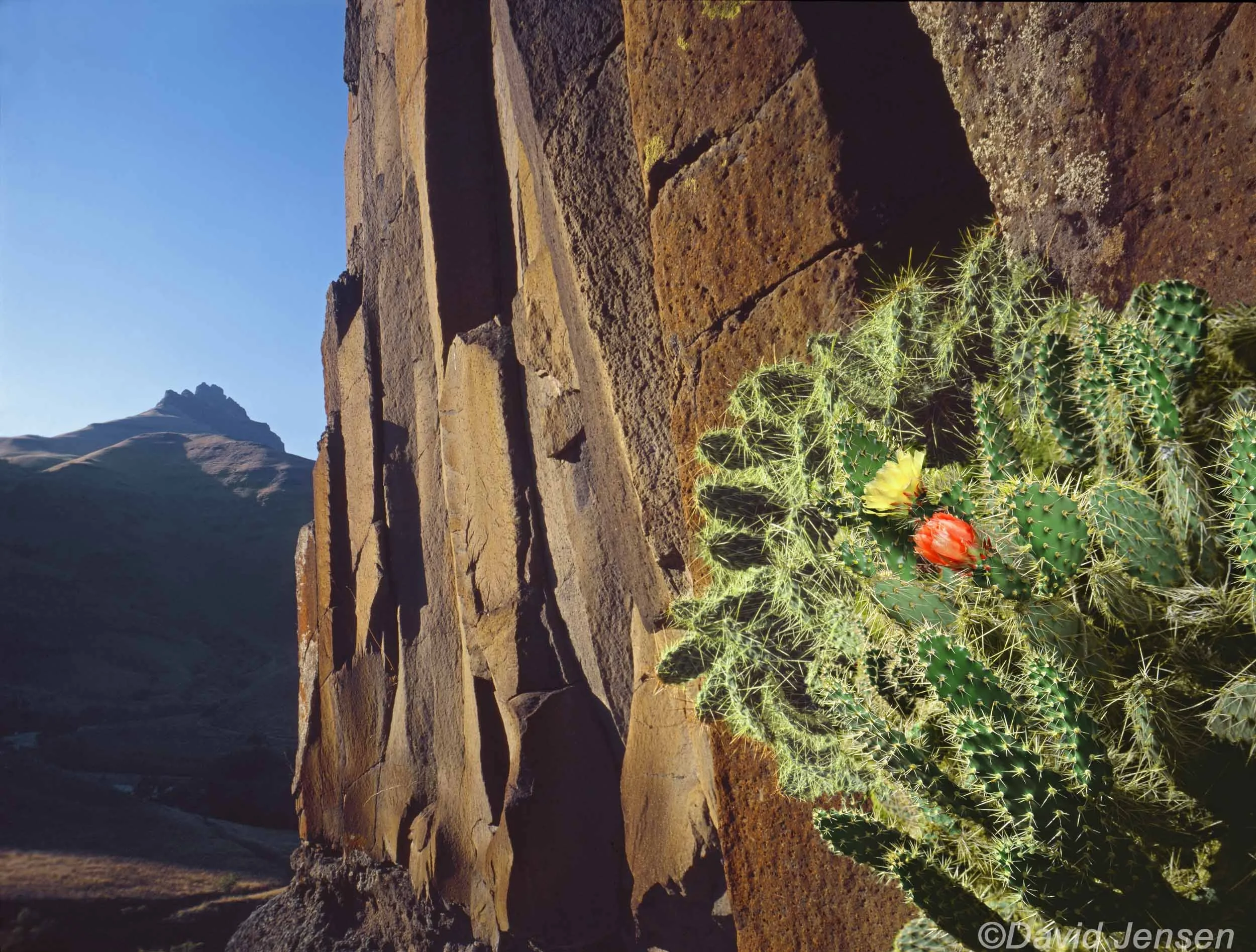 DB236  Prickly pear on columnar basalt Imnaha Canyon