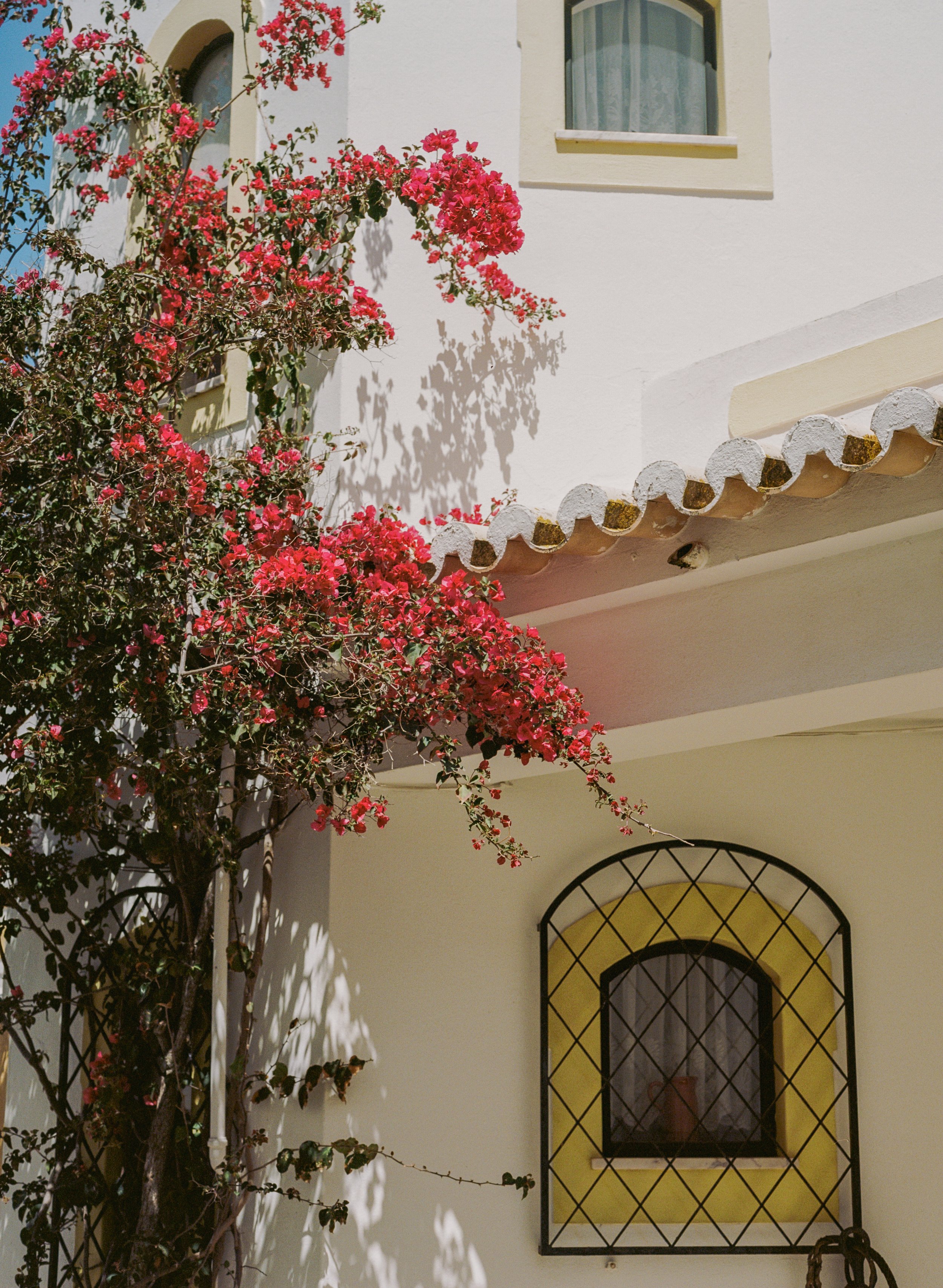 A white building with pink flowering bougainvillea plants climbing on the wall, a window with a curved top and a decorative iron grille, and a tiled roof overhang.