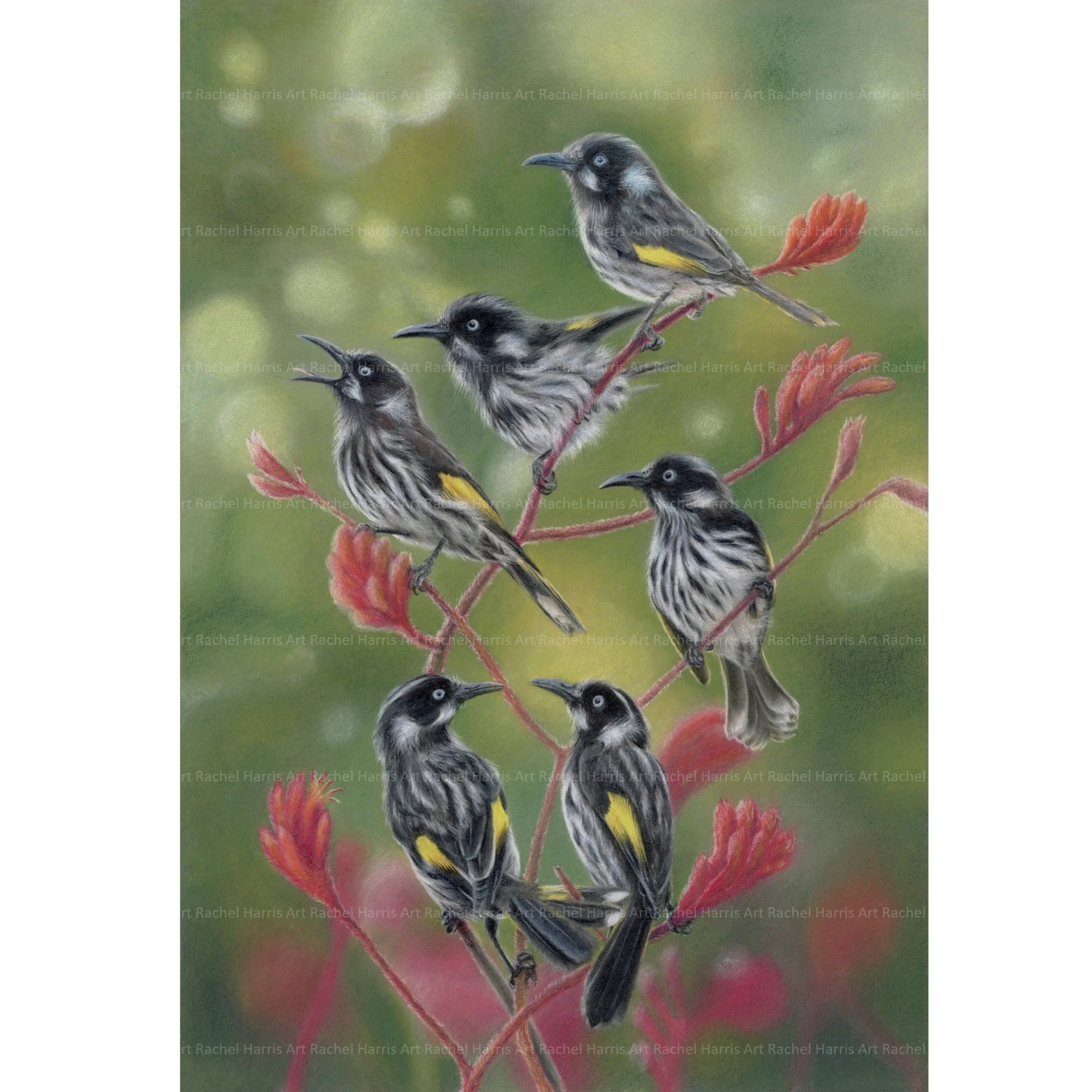 Mischief makers
New Holland honeyeaters (Phylidonyris novaehollandiae)
Colour pencil drawing on Pastelmat board 35x50cm.

Reference images used with kind permission or licence from Barry Baker, @echidnacharlie, Pixabay, iStock