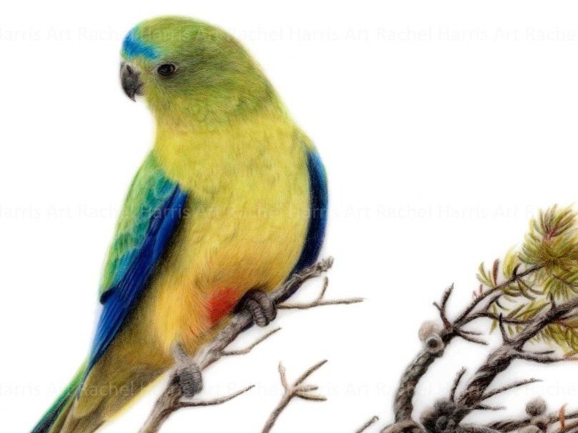 Rachel+Harris+Art+-+orange-bellied+parrots+drawing+-+with+border.jpg