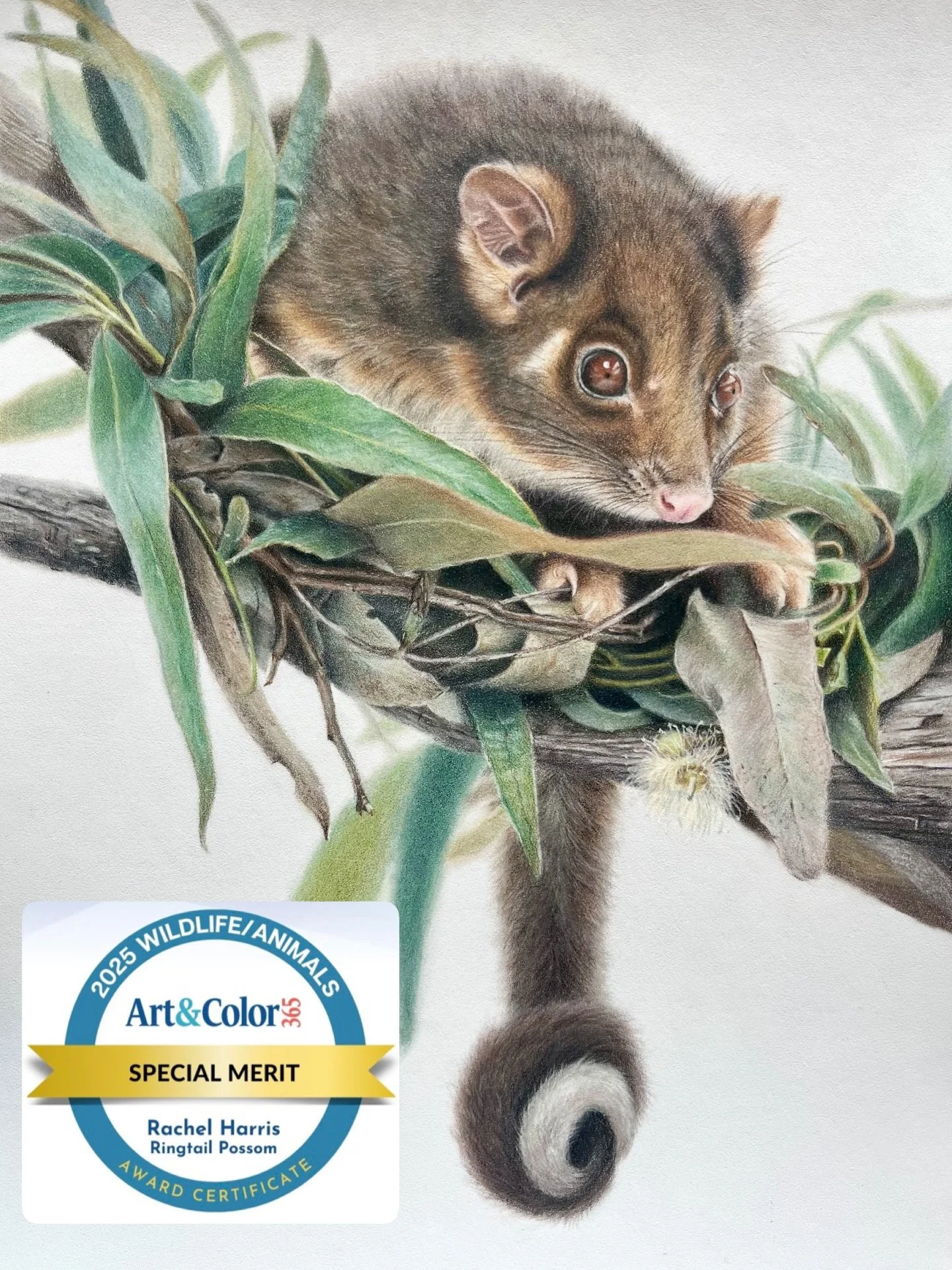 My drawing of a ringtail possum has been recognised in the @artandcolor365 2025 Wildlife/Animals competition 💚

&ldquo;Special Merit winners are in the top tier of the competition. Every entry is judged on the following criteria:
✨️ Overall impressi
