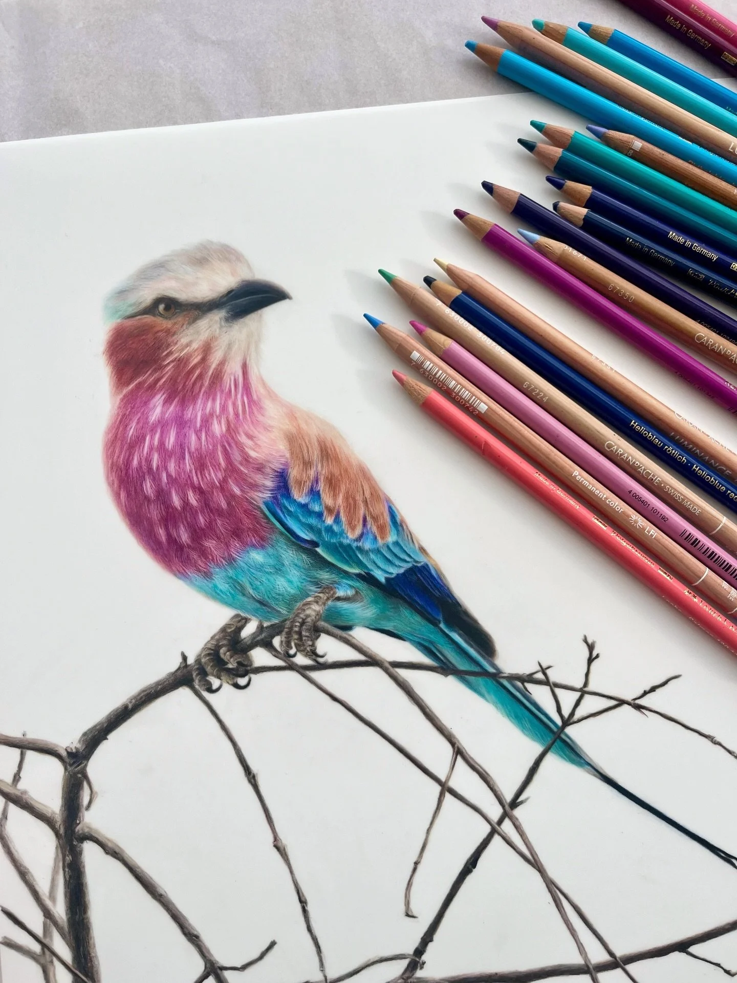 I can now share this very bright, very colourful, very special commission 🌈

Not only was it a species I&rsquo;ve wanted to draw for ages (a lilac-breasted roller), but this drawing was created for a wonderful friend of mine, to be gifted to his fam