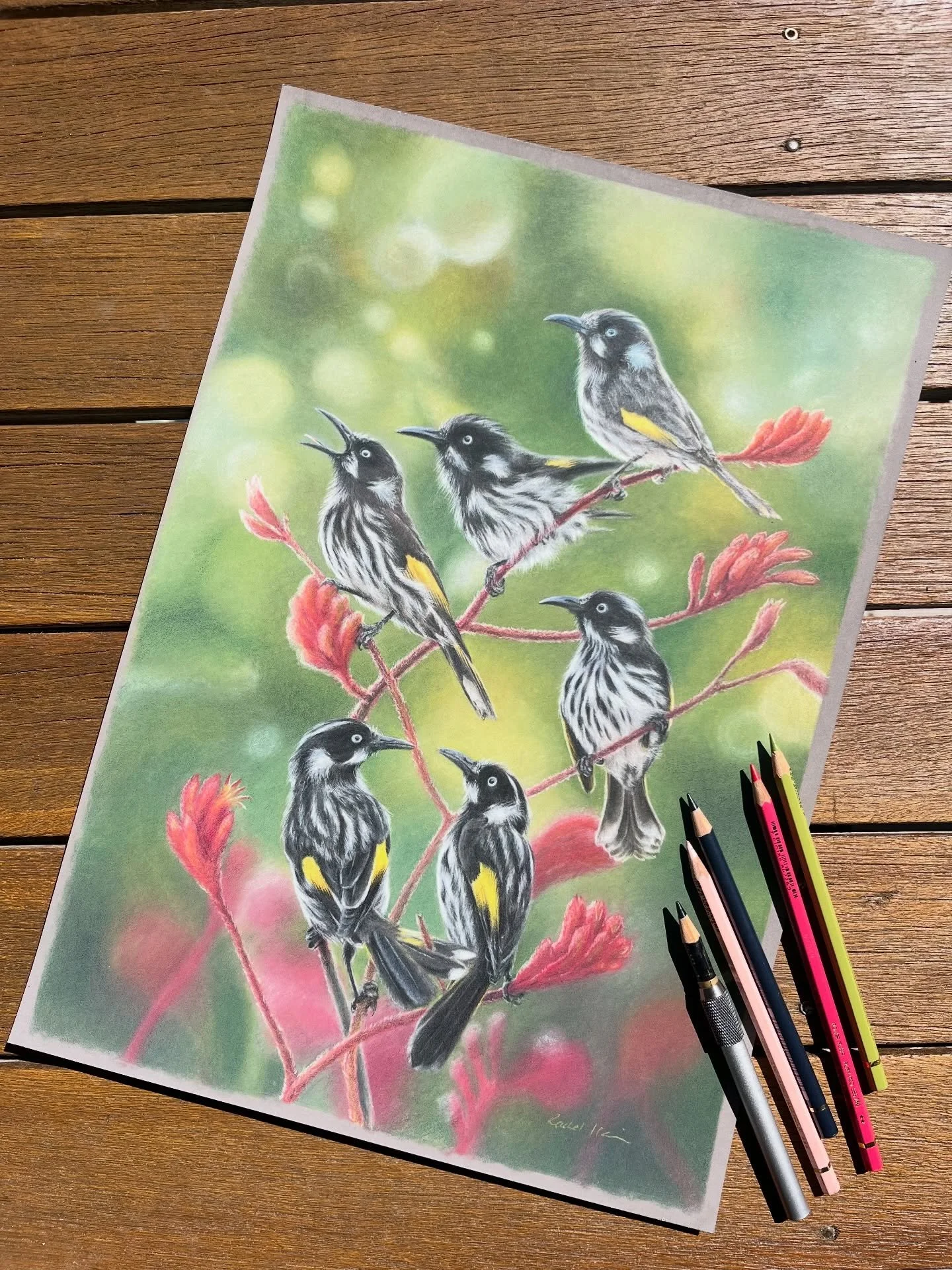Mischief Makers
New Holland Honeyeaters (Phylidonyris novaehollandiae)

These energetic little birds are found throughout southern Australia and Tasmania. Noisy and bold, they rarely sit still for long and are more than happy to pick a fight&hellip; 