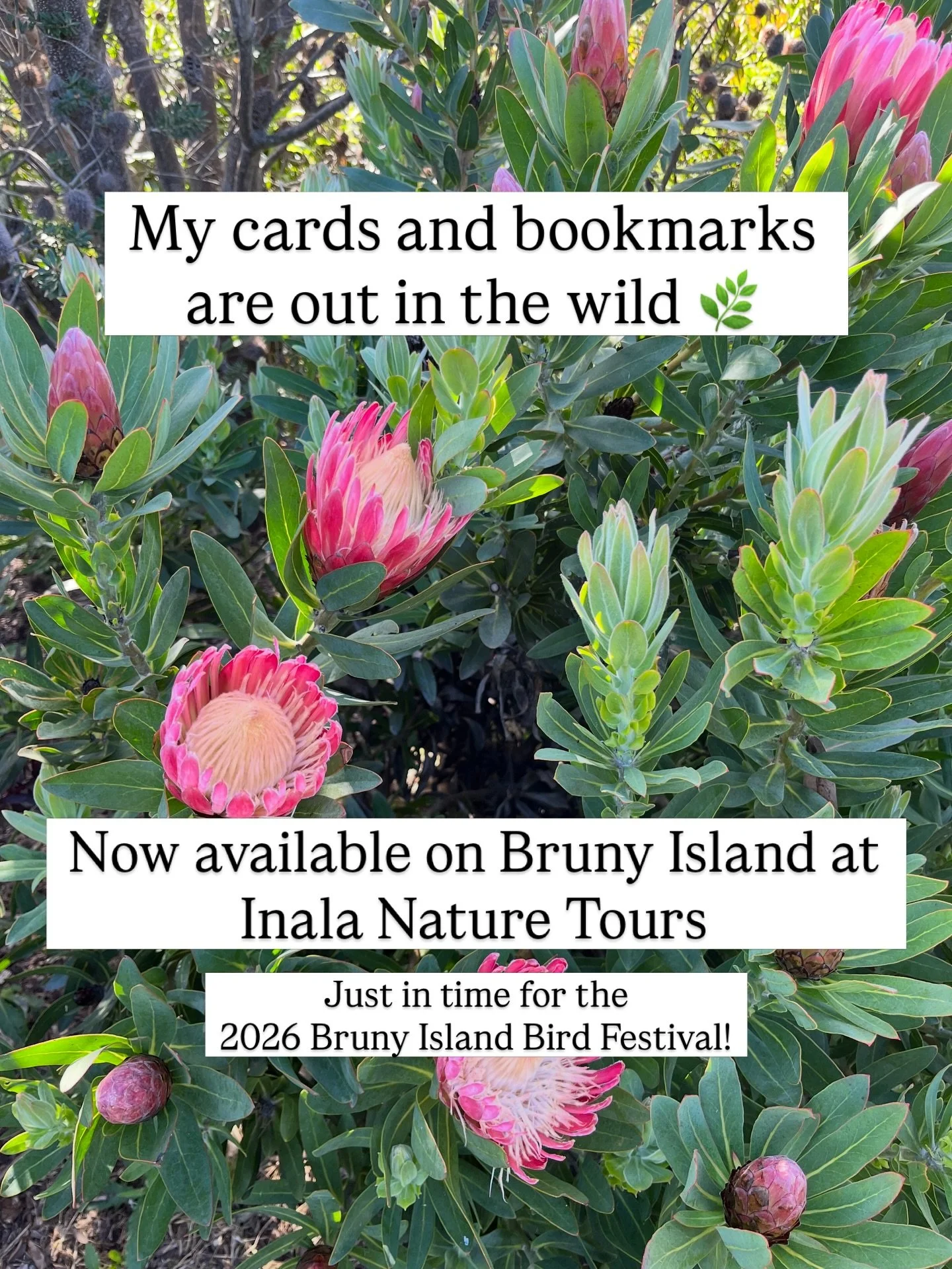 My cards and bookmarks have found a wonderful new home with @inalanature on Bruny Island!

Inala Nature are the place to be this weekend, there are lots of events on as part of the 2026 @brunybirdfestival 

Inala Nature are THE place to go for Tassie