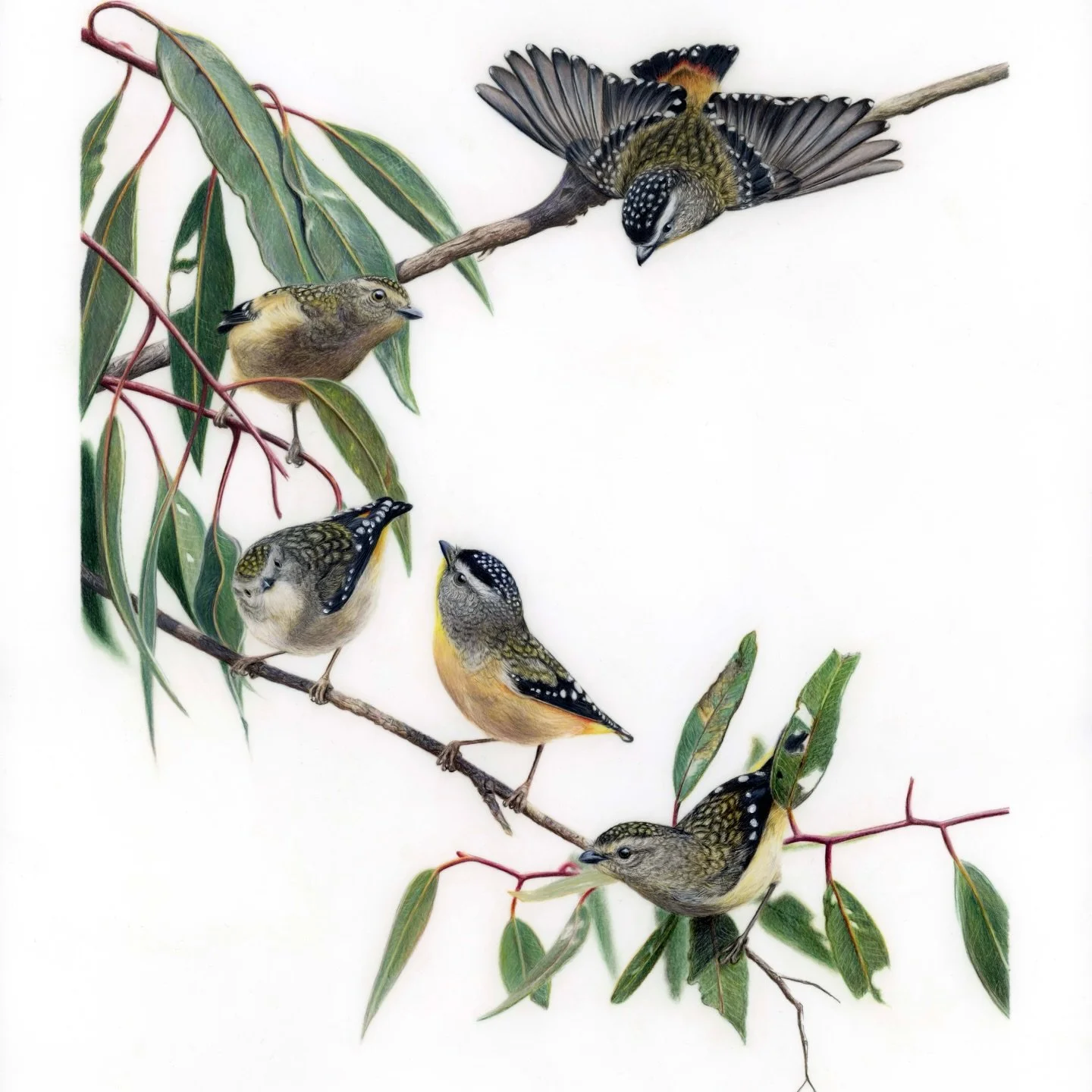 Spotted pardalotes are among Australia&rsquo;s tiniest birds, weighing in at just 6 grams and 8-10cm long.

Often called &ldquo;diamond birds&rdquo;, they live high up in the eucalypt canopies across eastern and southern Australia and Tasmania.

Whic