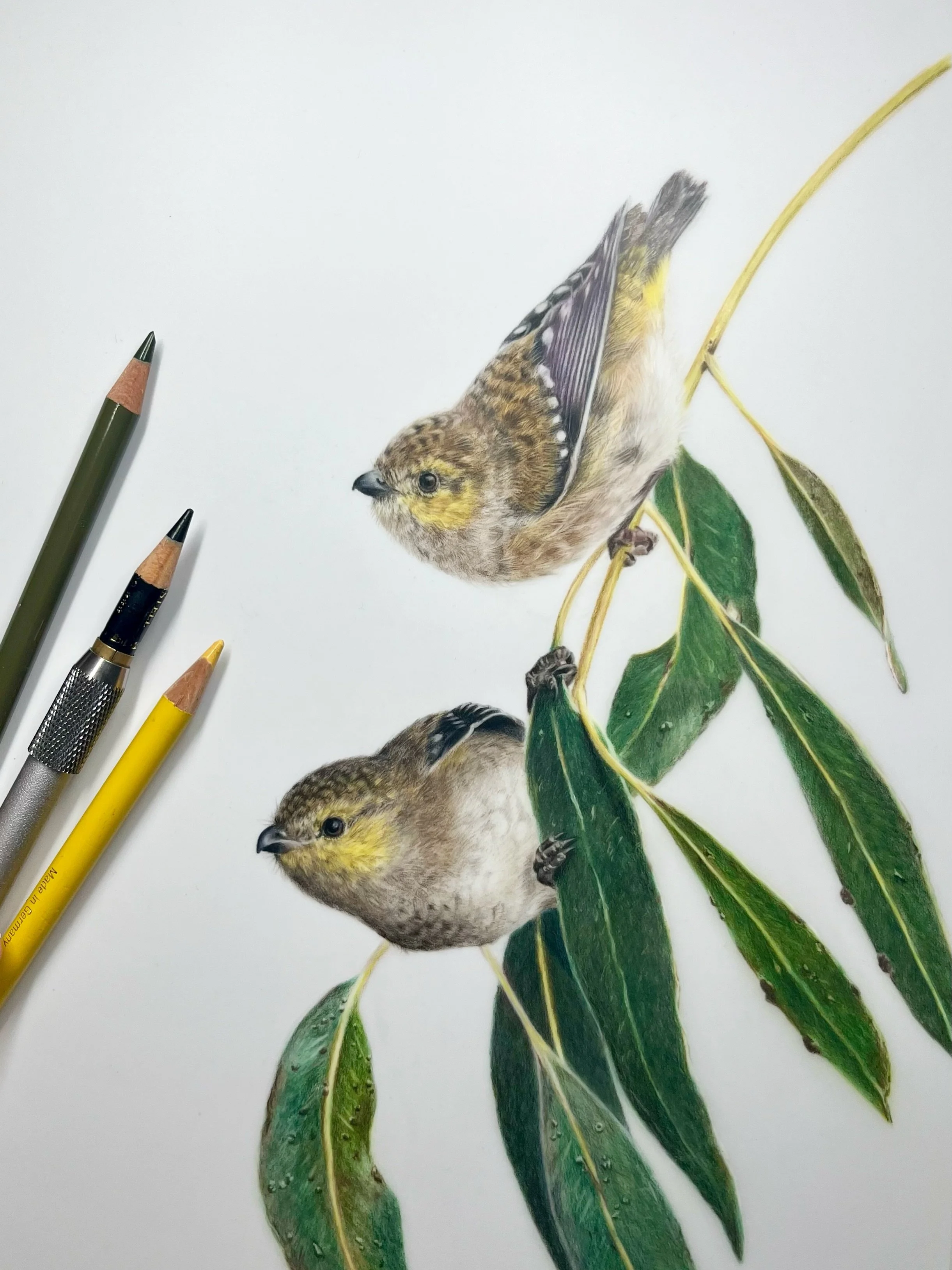 ✨FORTY-SPOTTED PARDALOTES✨

🐦 Tiny bird. Big personality.

The tiny 40-spotted pardalote is one of Australia&rsquo;s smallest and rarest birds. It exists in fragmented populations in Tasmanian white gum forests, where habitat loss due to land cleari