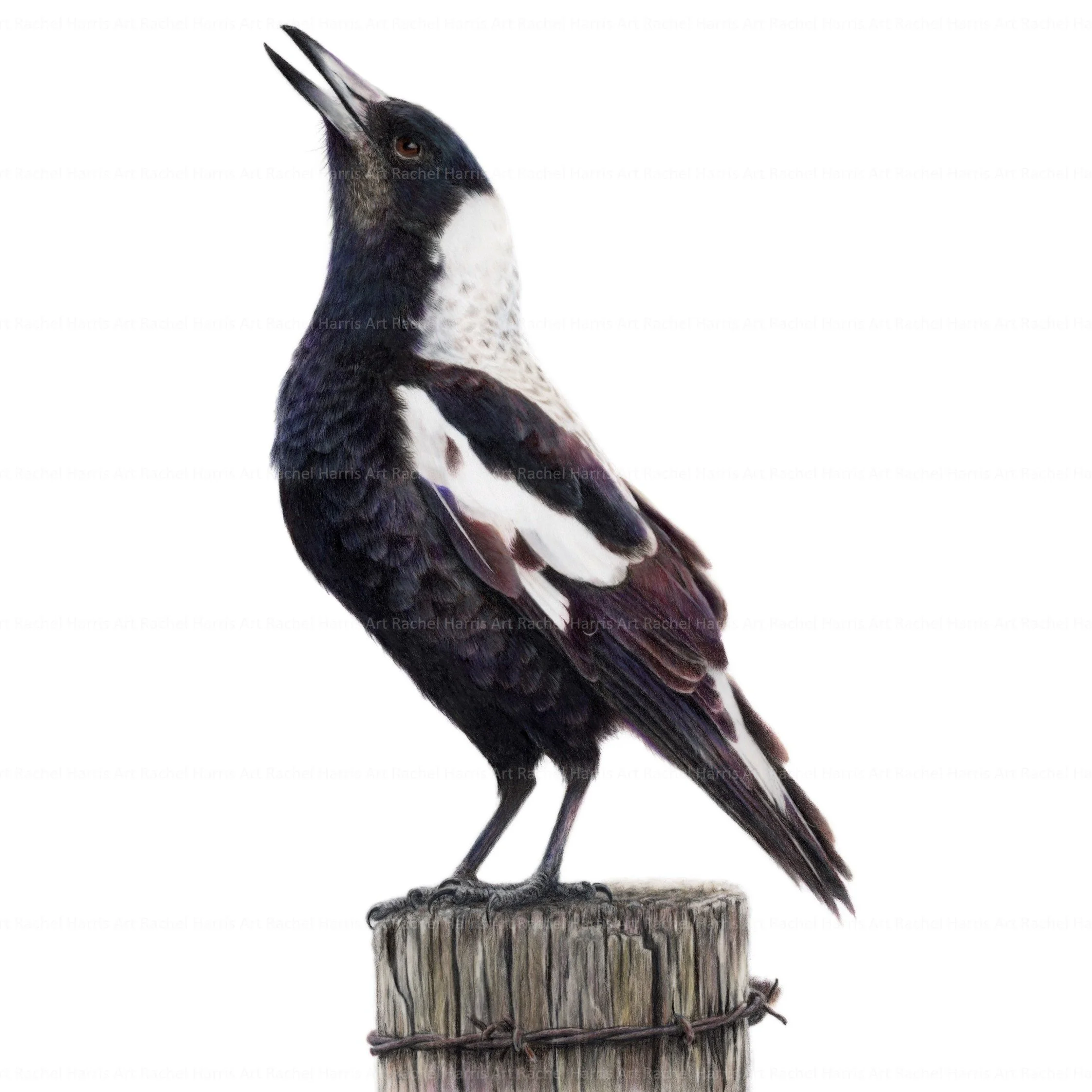 Rachel Harris Art - magpie.jpg