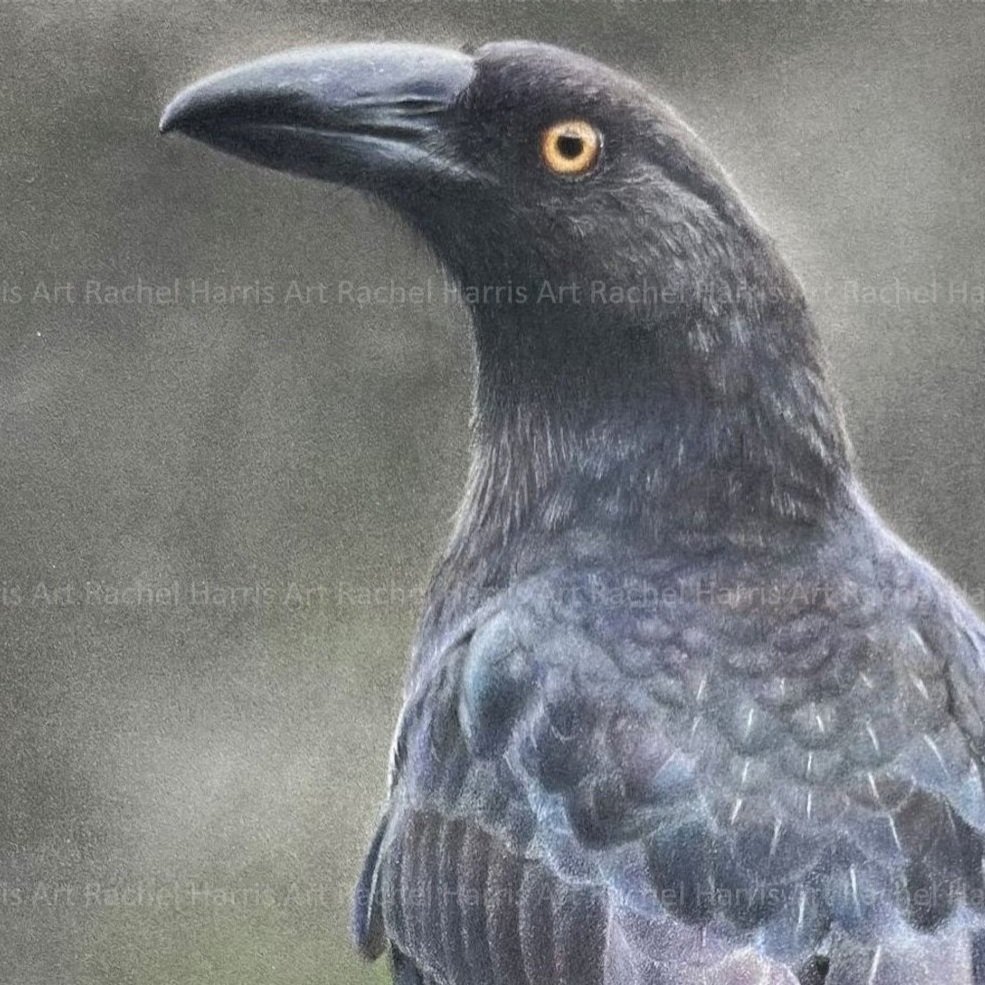 Rachel+Harris+Art+-+black+currawong+drawing+with+edge.jpg