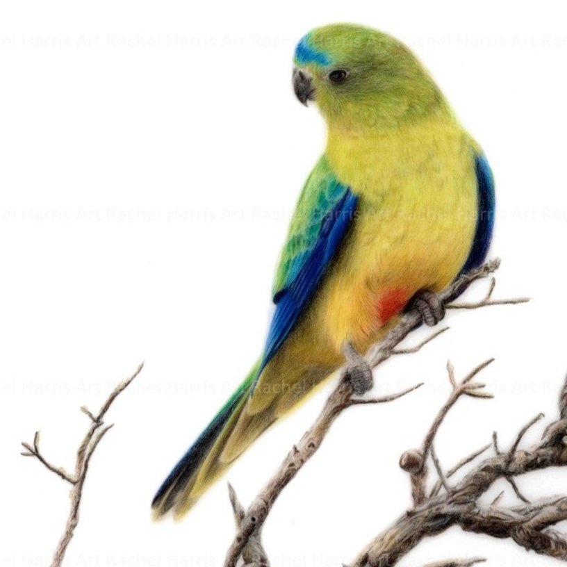 Rachel+Harris+Art+-+orange-bellied+parrots+drawing+-+with+border.jpg