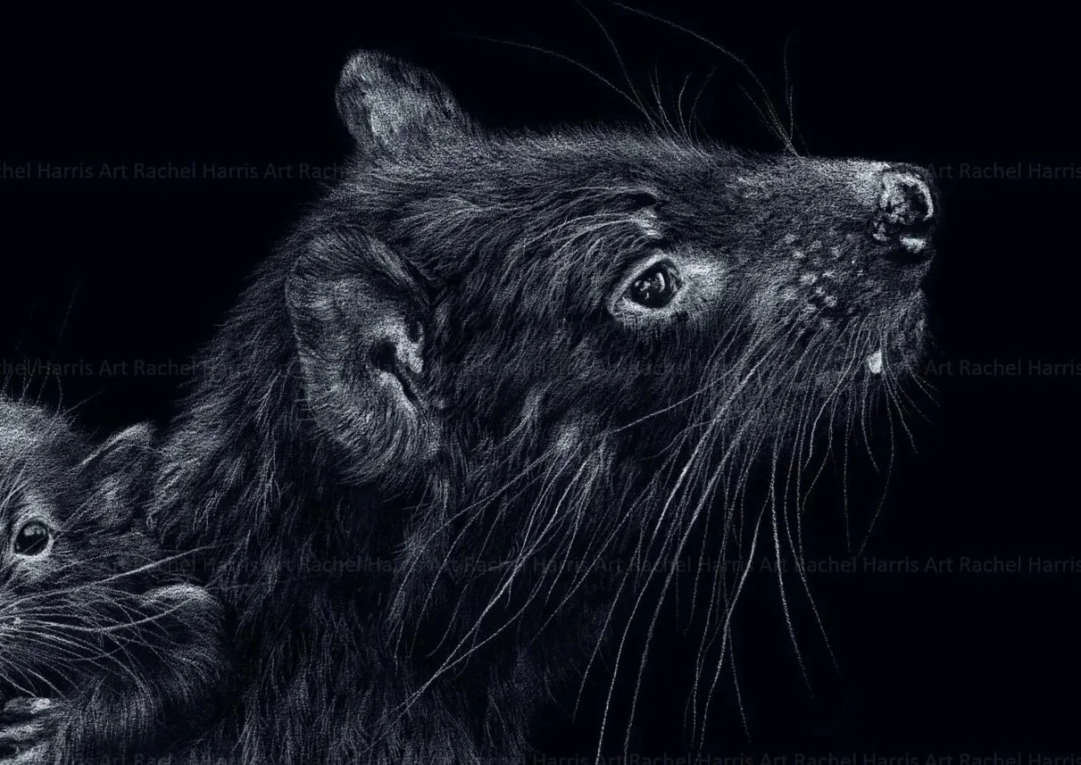 Tasmanian devil mother joeys wall art print reproduction based on a colour pencil drawing by Tasmanian wildlife artist Rachel Harris Art nature-inspired home decor Australian animals