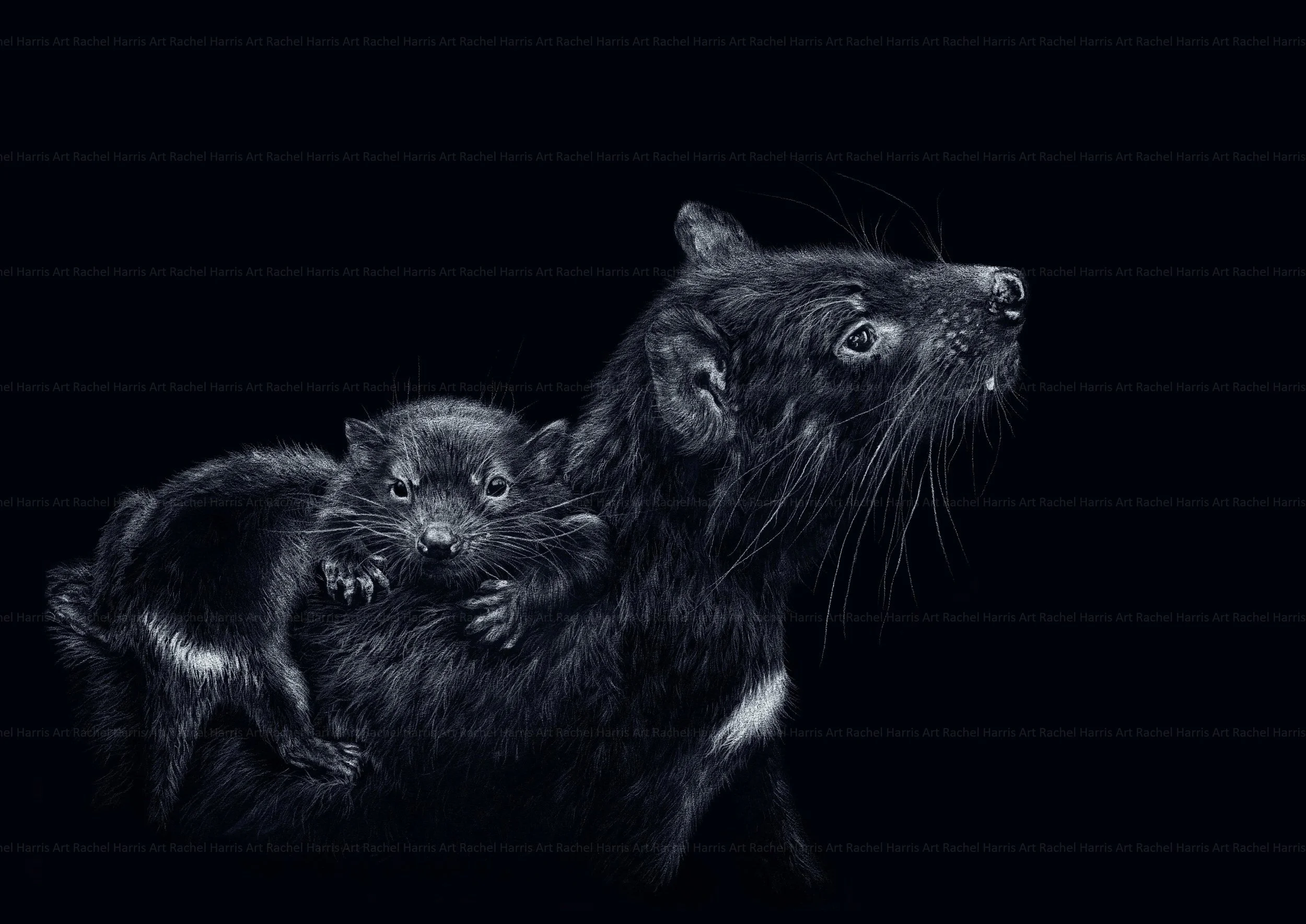 Tasmanian devil mother joeys wall art print reproduction based on a colour pencil drawing by Tasmanian wildlife artist Rachel Harris Art nature-inspired home decor Australian animals