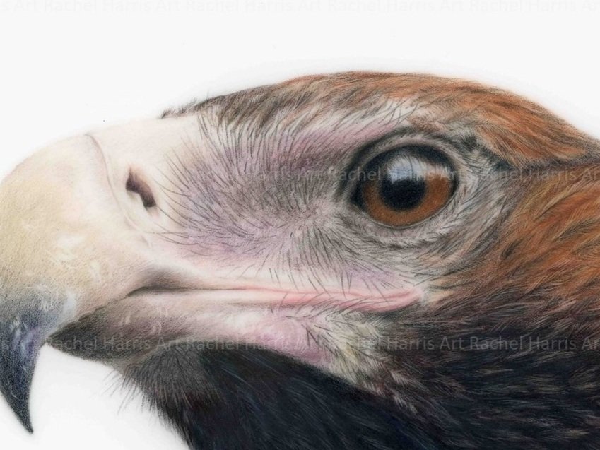 Rachel+Harris+Art+-+wedge-tailed+eagle+drawing+-+with+border.jpg