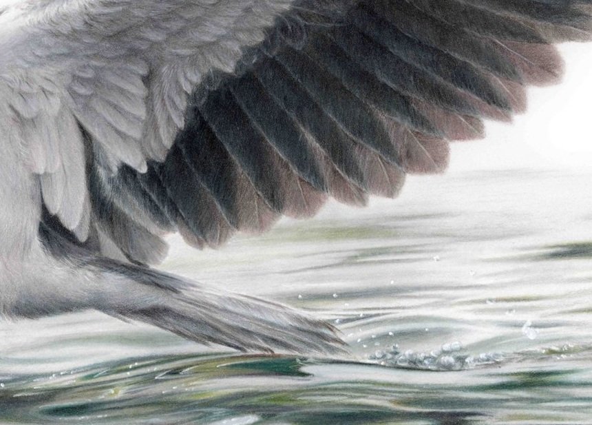 Rachel+Harris+-+White-bellied+sea+eagle+3mb.jpg