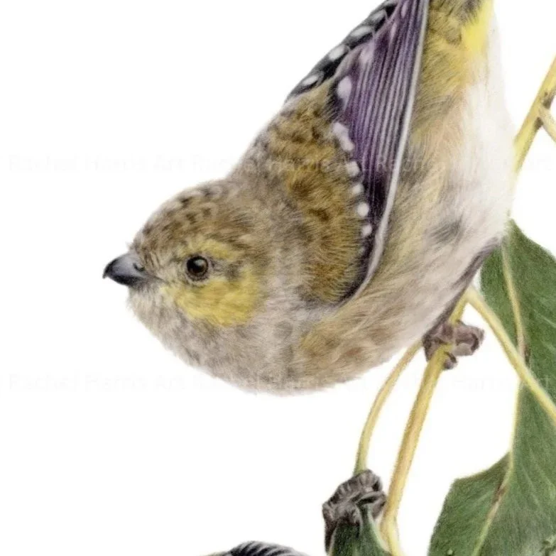 40 spotted pardalotes colour pencil artwork drawing by Tasmanian wildlife artist Rachel Harris