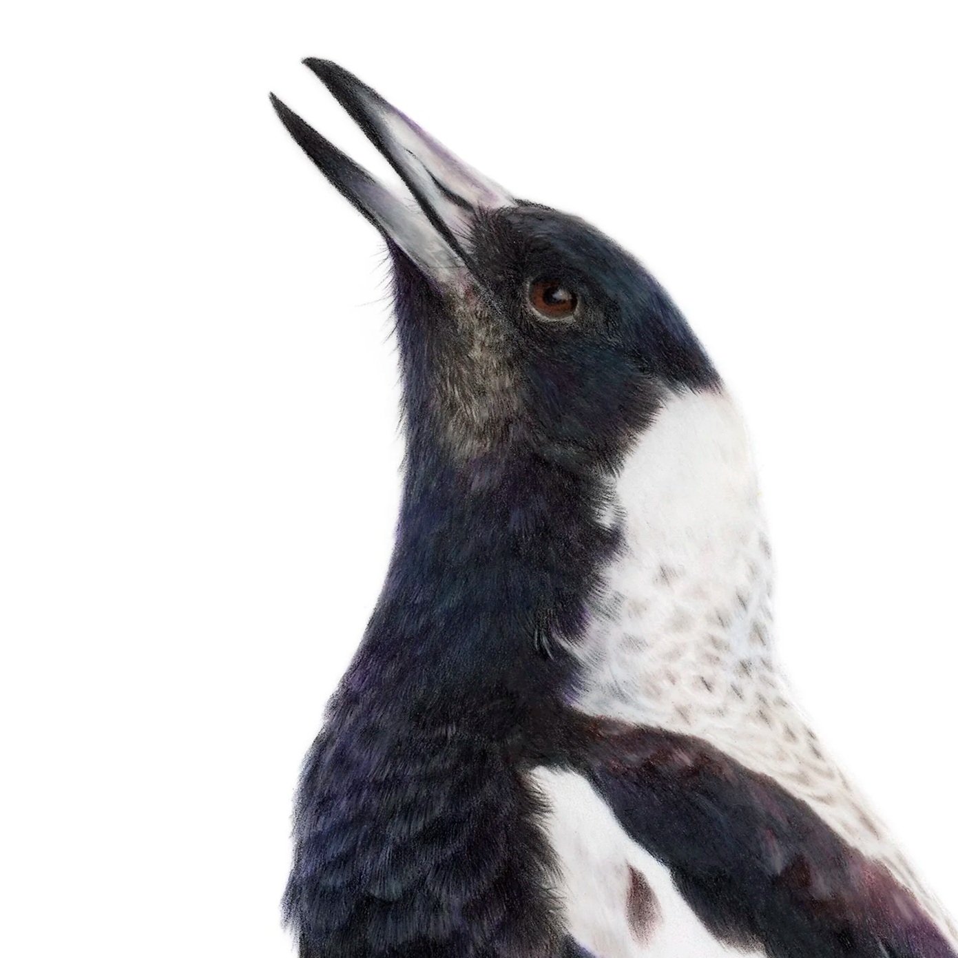 Rachel+Harris+-+Australian+magpie.jpg