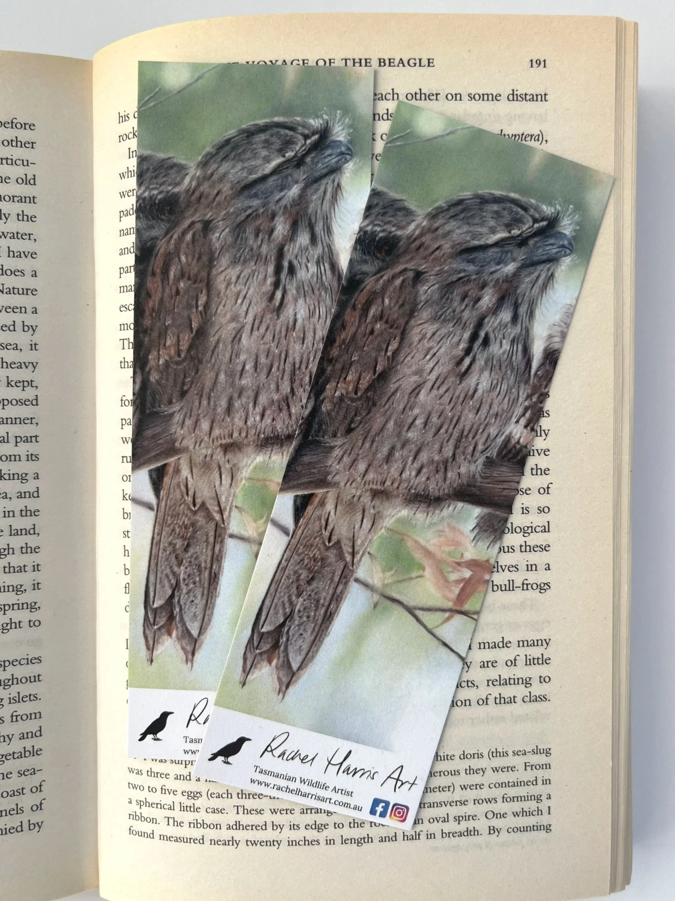 Rachel+Harris+Art+-+greeting+cards+-+tawnies.jpg