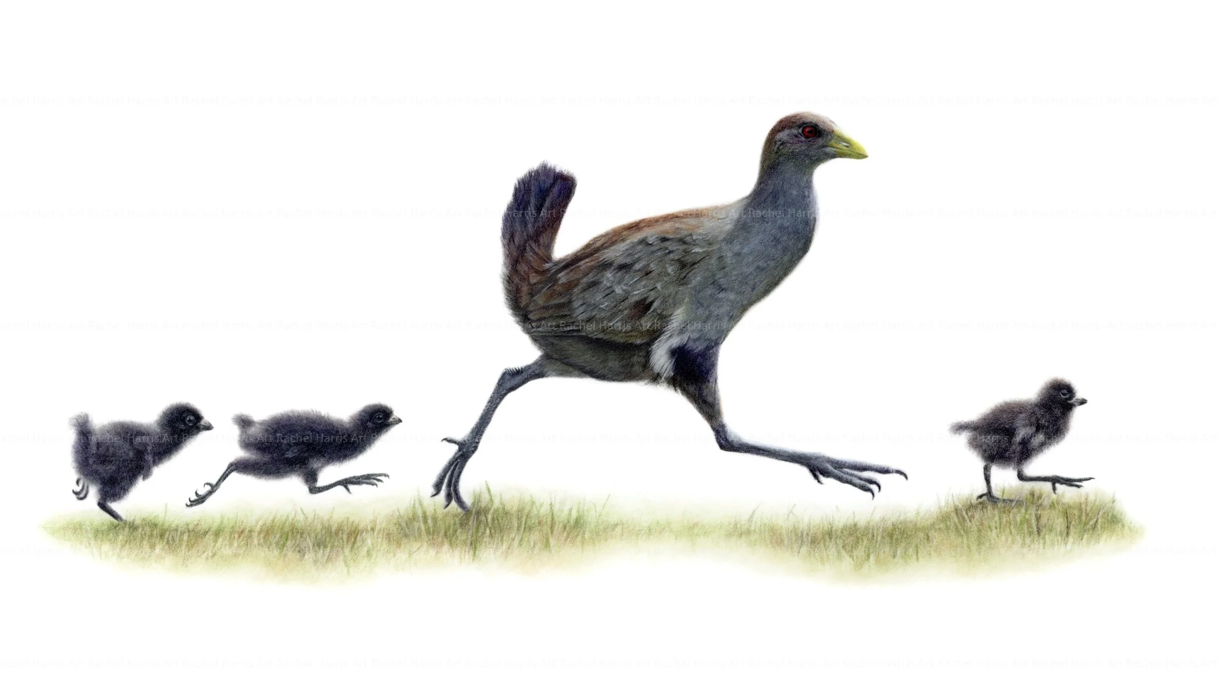 Rachel Harris Art - piyura.jpg