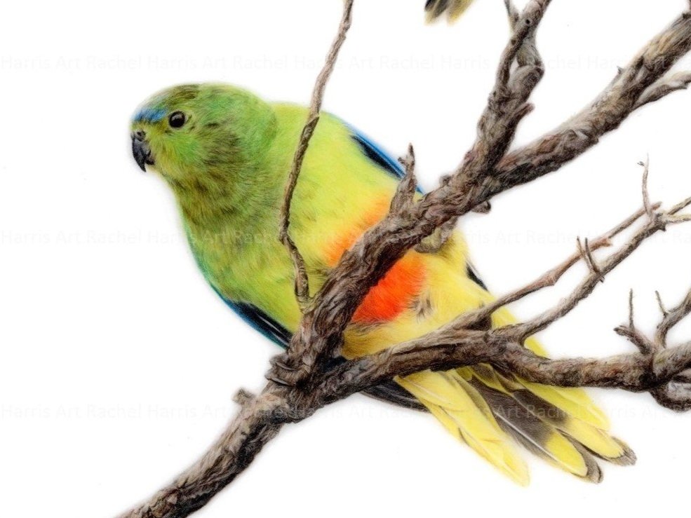 Rachel+Harris+Art+-+orange-bellied+parrots+drawing+-+with+border.jpg