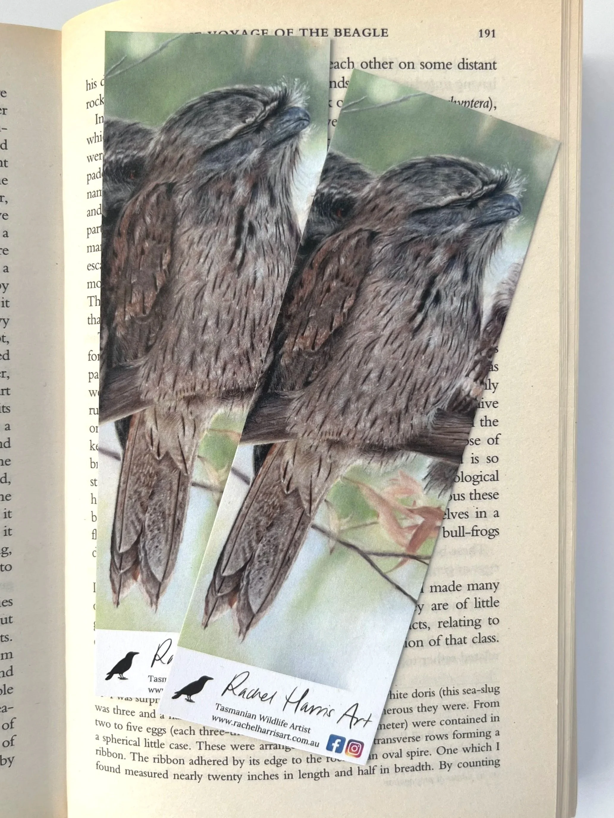Rachel+Harris+Art+-+greeting+cards+-+tawnies.jpg