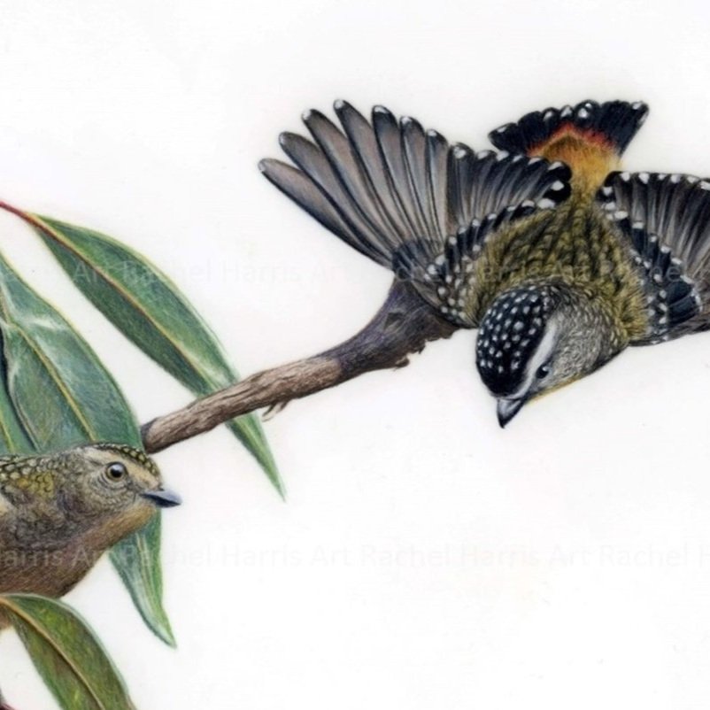 spotted+pardalotes_square.jpg
