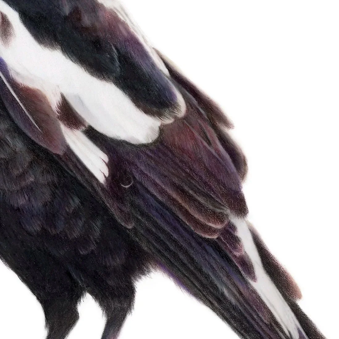Rachel+Harris+-+Australian+magpie.jpg