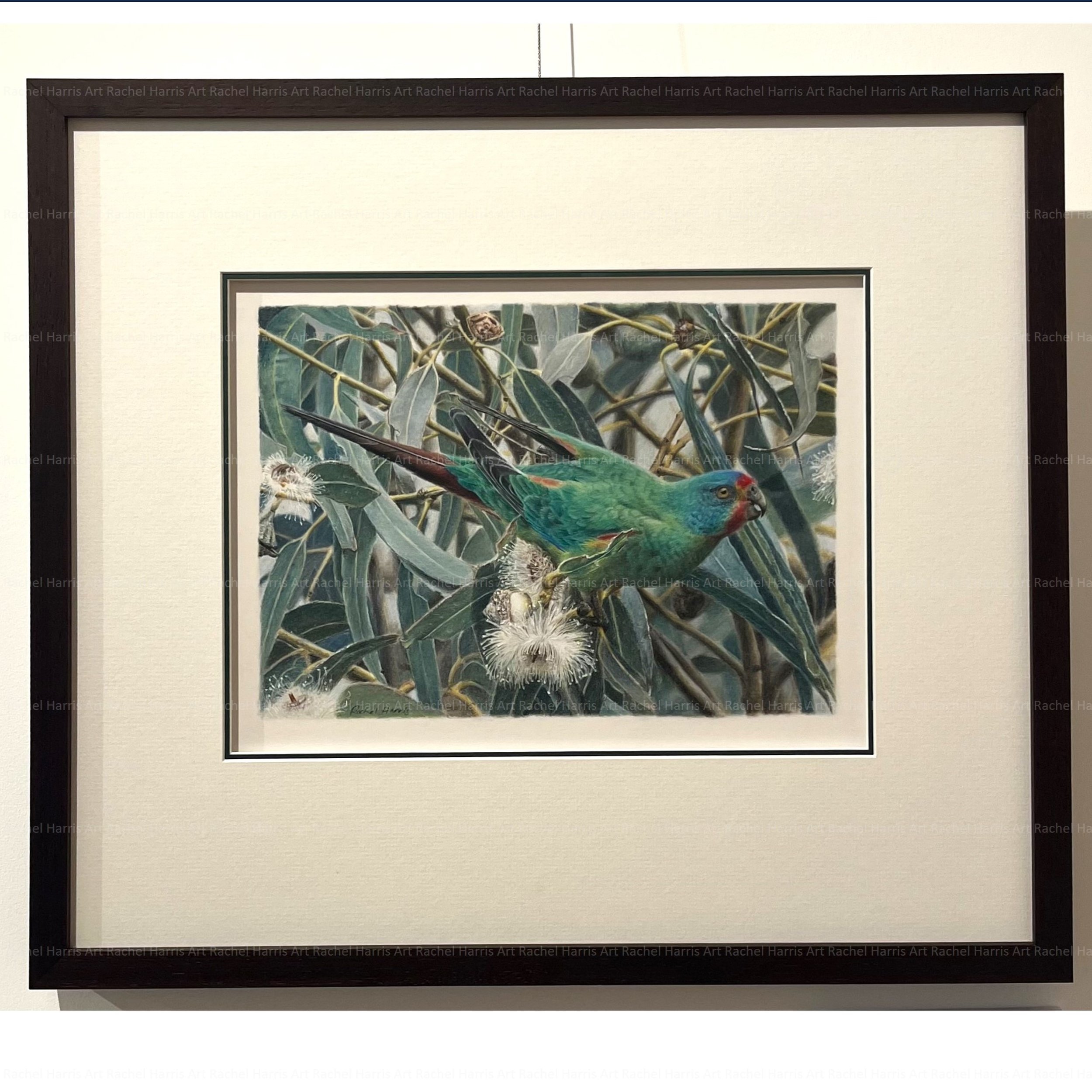 swift parrot framed drawing.jpg