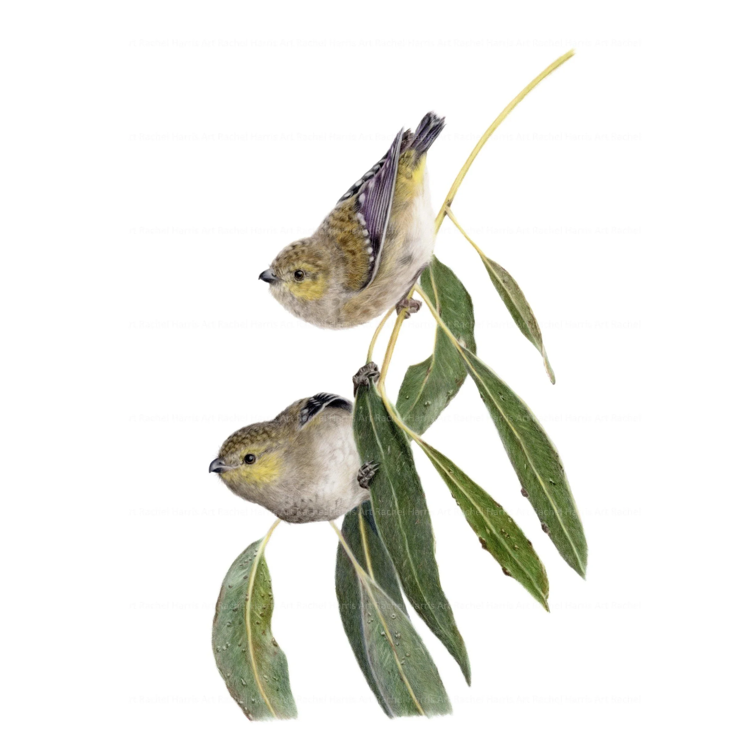 40-spotted pardalotes (Pardalotus quadragintus)
Colour pencil drawing on drafting film 21x29.7cm.

Reference images used with kind permission from Tyrie Starrs, Jason Caruso