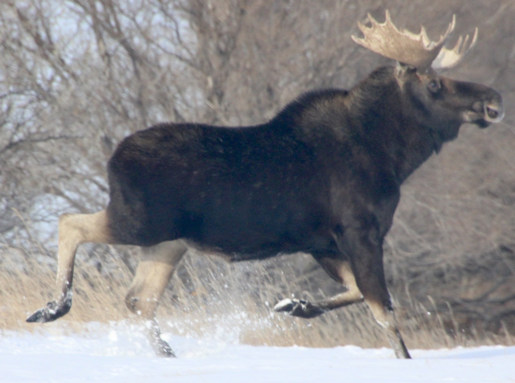 A Christmas Day moose. Photo by Peg Palmer.