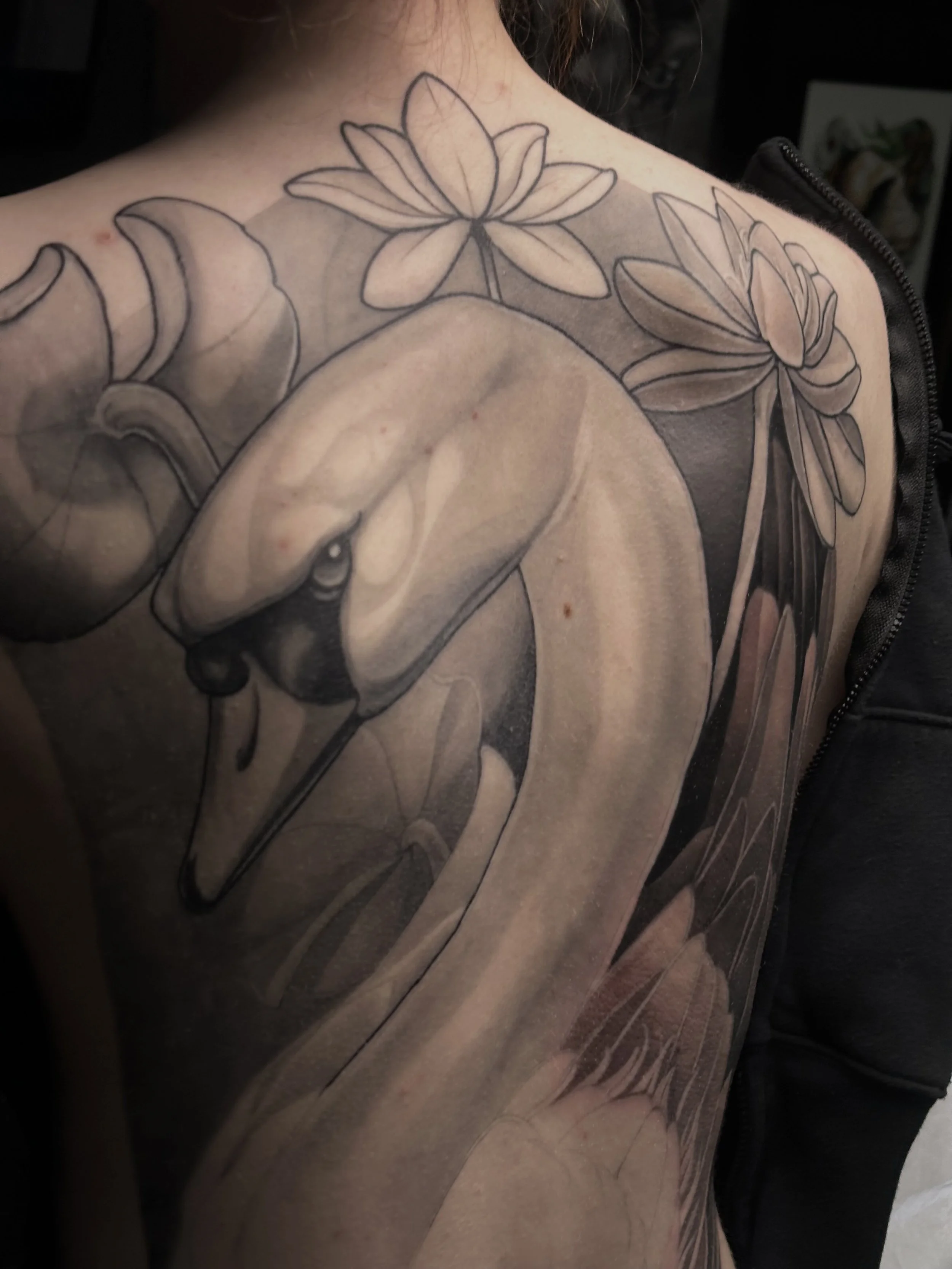 Black and gray illustrative swan back piece in progress by edgar rodriguez black dahlia tattoo