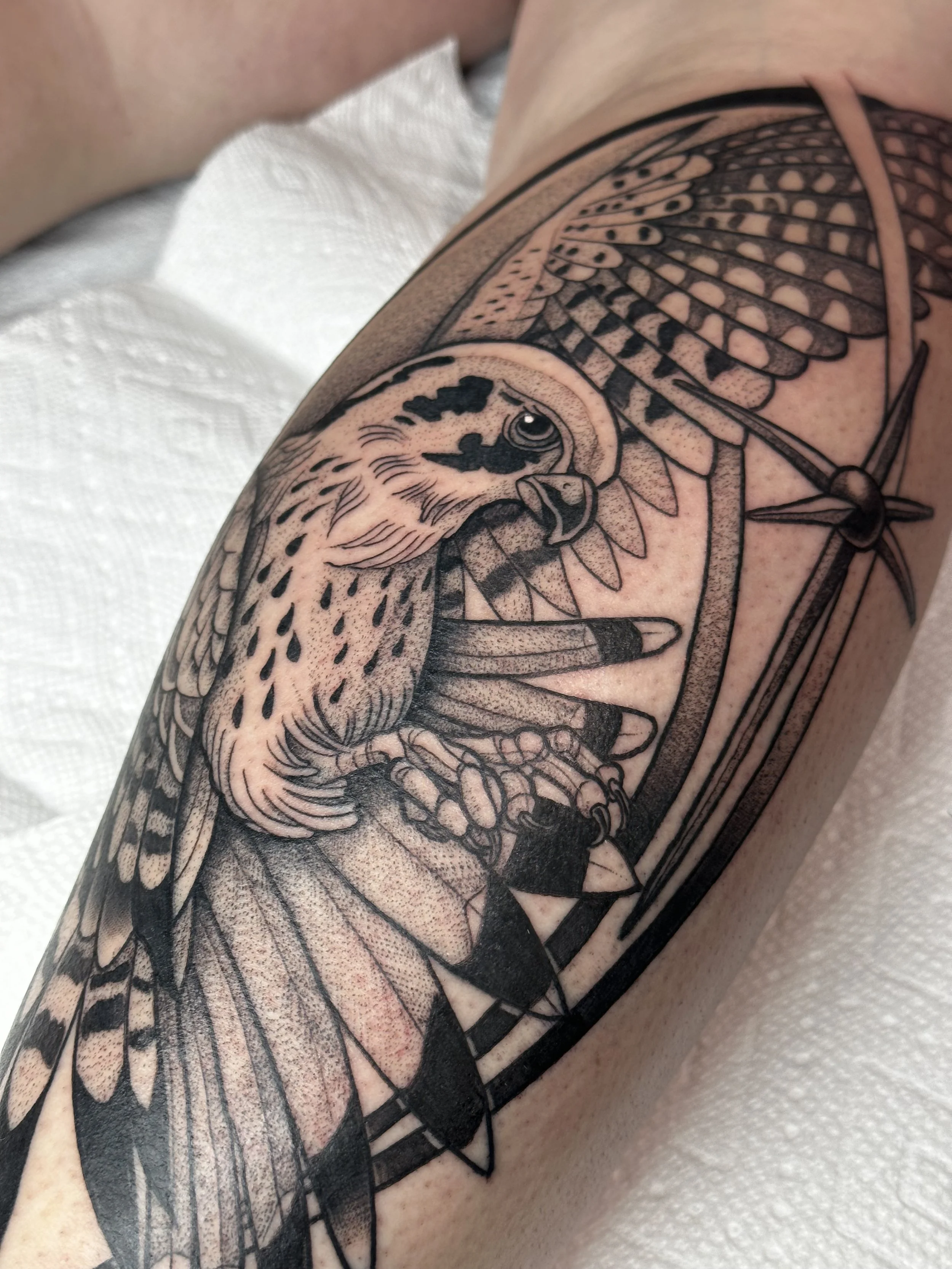 hawk tattoo, bird tattoo, pre drawn design flow, calf tattoo, falcon, talon tattoo, talons, tail feathers, linework claws, ball, spikes colorado tattoo artist