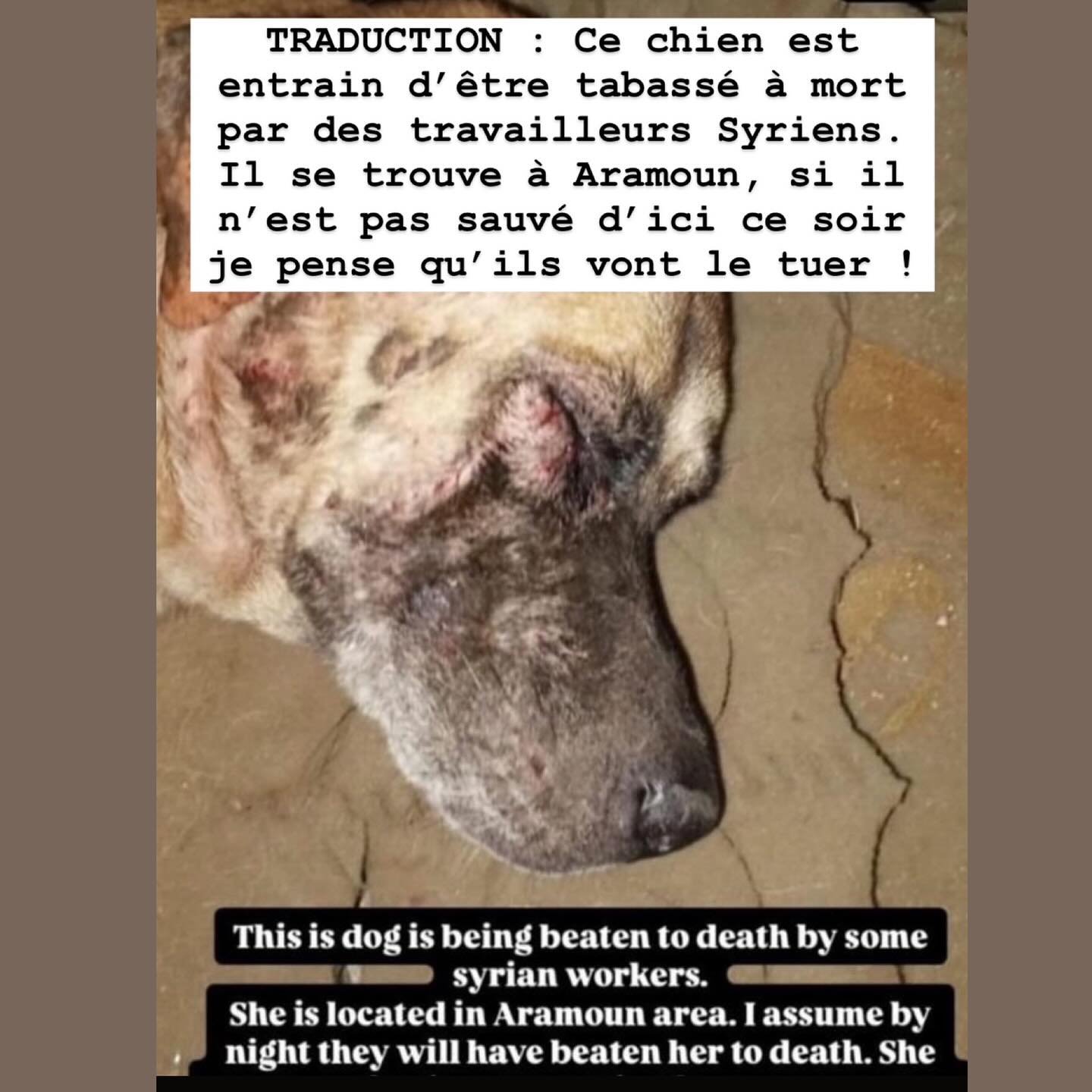 🚨 𝗡𝗢𝗨𝗩𝗘𝗔𝗨 𝗦𝗔𝗨𝗩𝗘𝗧𝗔𝗚𝗘 🚨 

Hier, nous avons re&ccedil;u plusieurs signalements de maltraitance concernant  deux chiens dans la r&eacute;gion d&rsquo;Aramoun.

Le chien de 9 ans que nous avons nomm&eacute; Barnaby a &eacute;t&eacute; ba