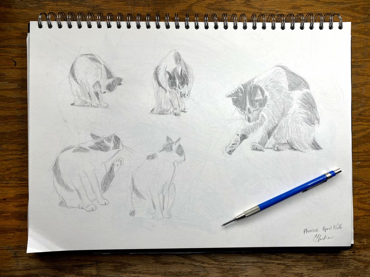 Sketches of five cats in various positions on a sketchpad, with a blue pen and a wooden surface.