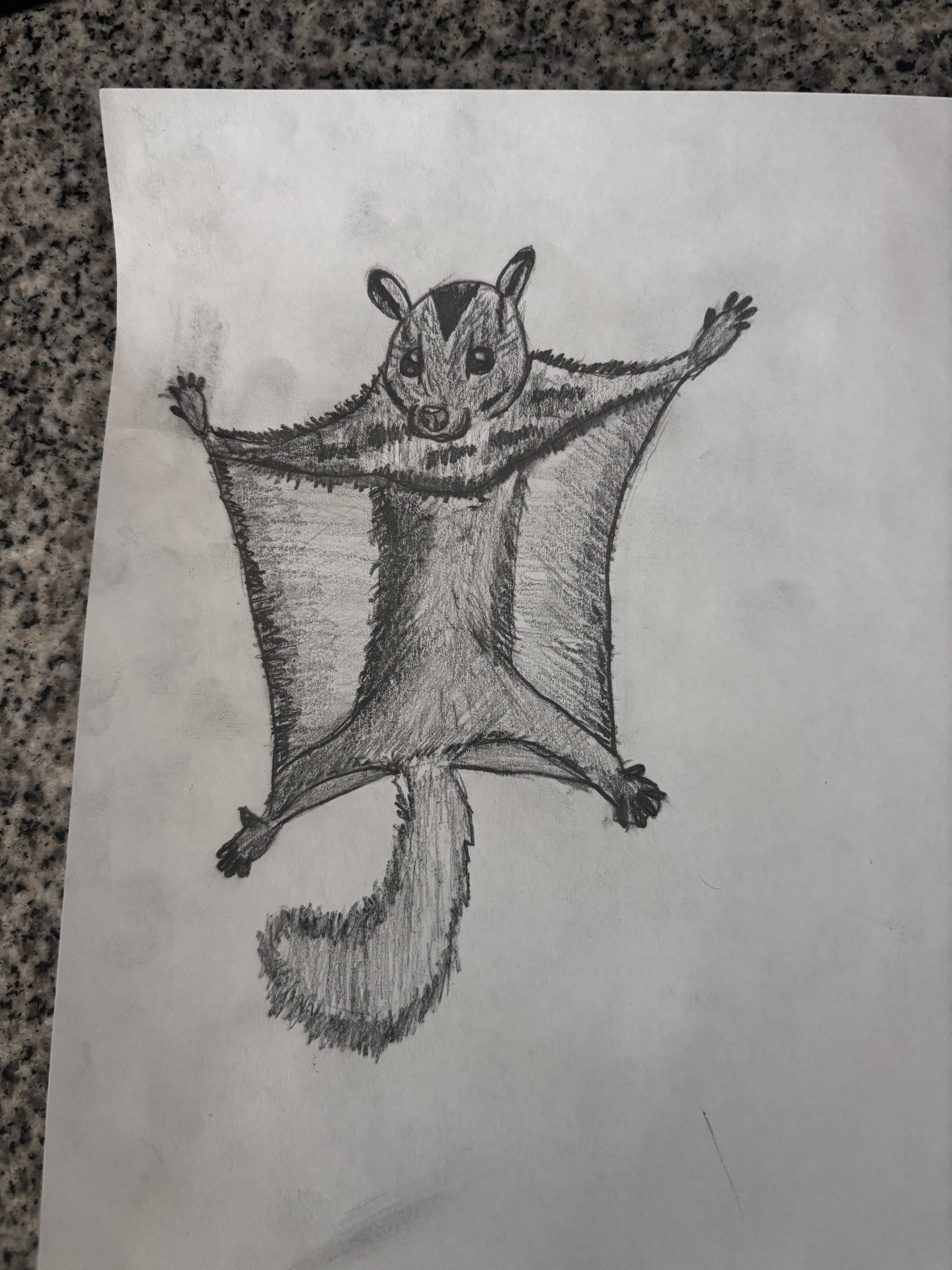 Sugar Glider - Student work.jpeg