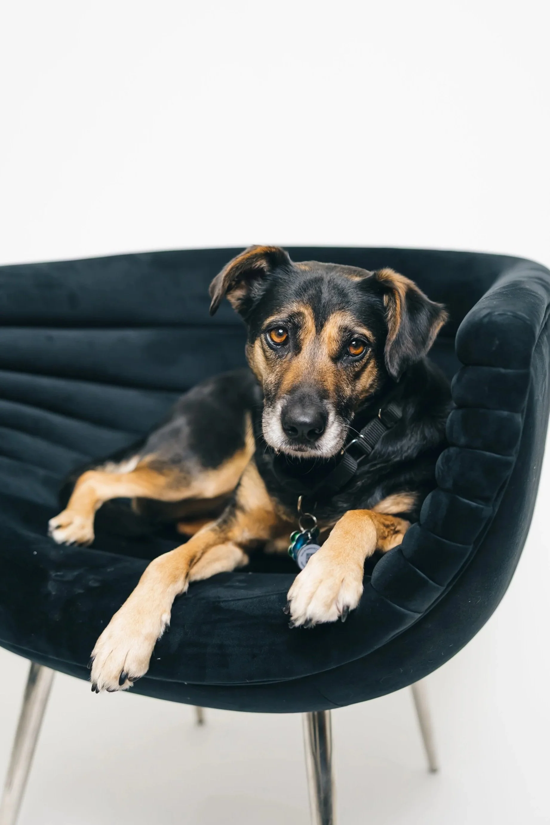 A mixed-breed dog lying on a modern black chair with metal legs against a plain white background.