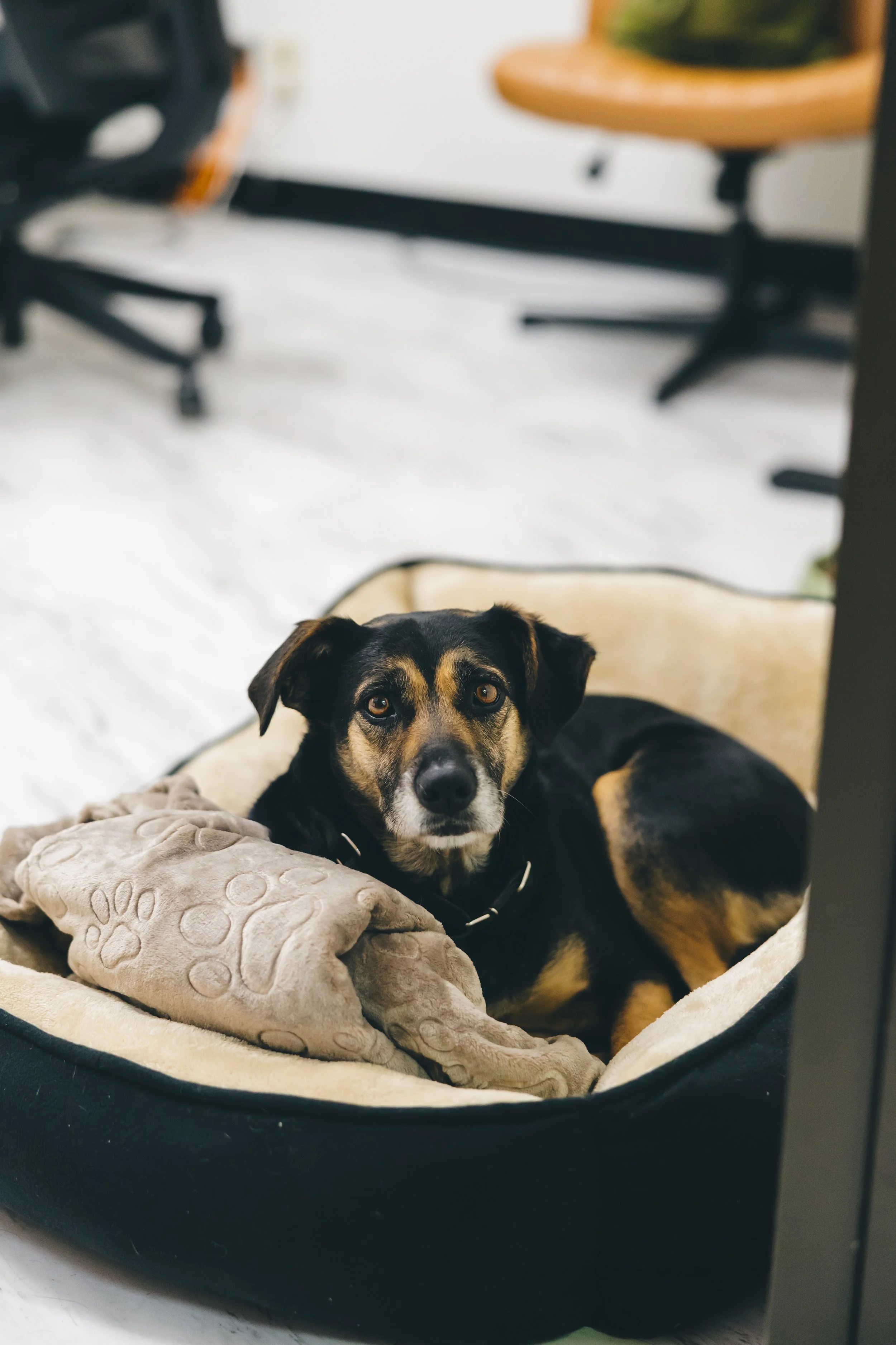 A black and tan dog resting on a plush paw print blanket inside a circular dog bed in an indoor room with office chairs in the background.