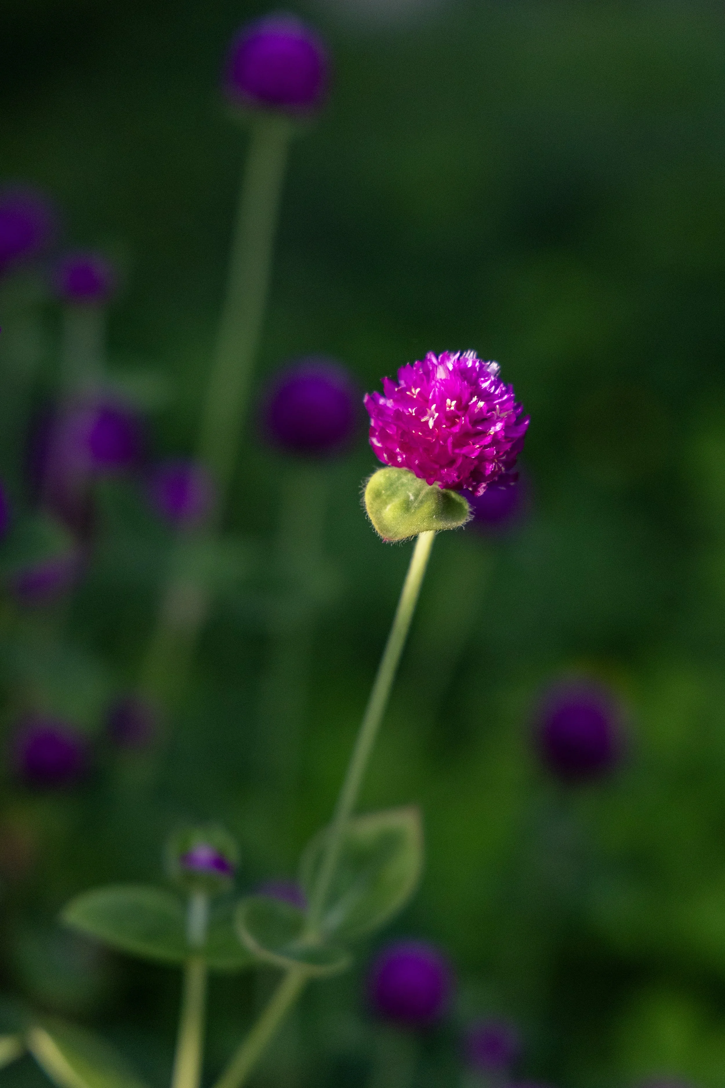 Garden flower detail at Baja botanical wellness retreat