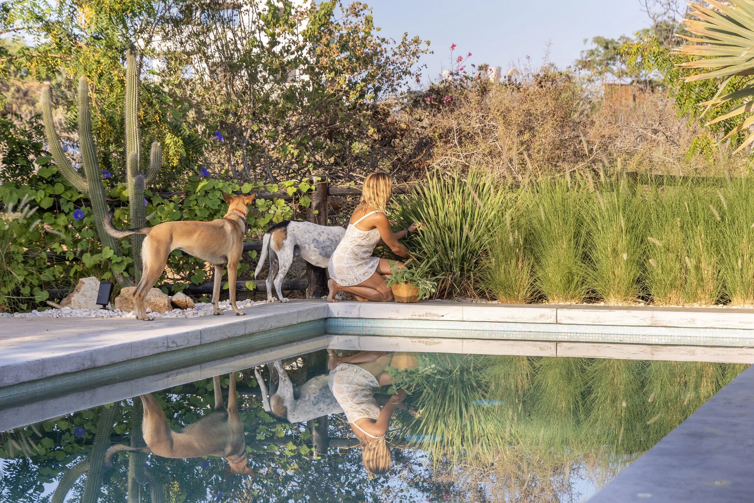 Agathe Fay harvesting garden plants at Garden Alchemy herbalism retreat in Baja California Sur