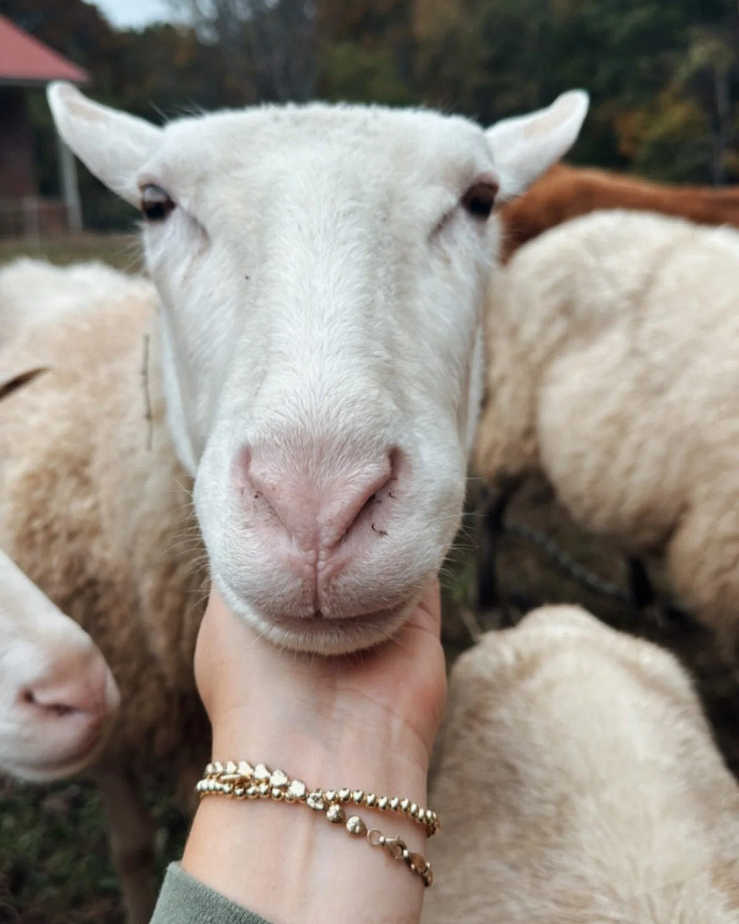 Sometimes I forget that sheep aren&rsquo;t known for their strength or sense of direction&hellip; they&rsquo;re known for needing a Shepherd. 🐑
And maybe that&rsquo;s the point.
We were never meant to have it all together, to blaze the trail alone, 